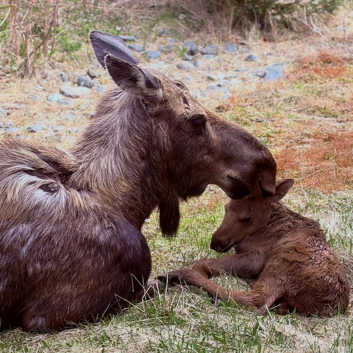 A moose and a young calf lying on the grass, with the moose gently nuzzling the calf's head in a natural outdoor setting.