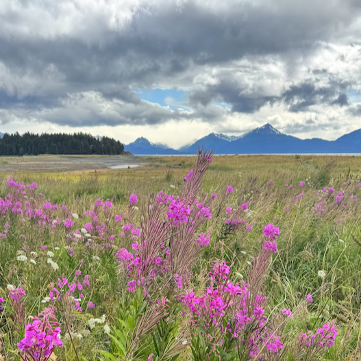 Wildflowers in a grassy field with mountains in the background and a cloudy sky.