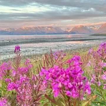 Pink flowers in foreground with a body of water, mountains, and a partly cloudy sky in the background.