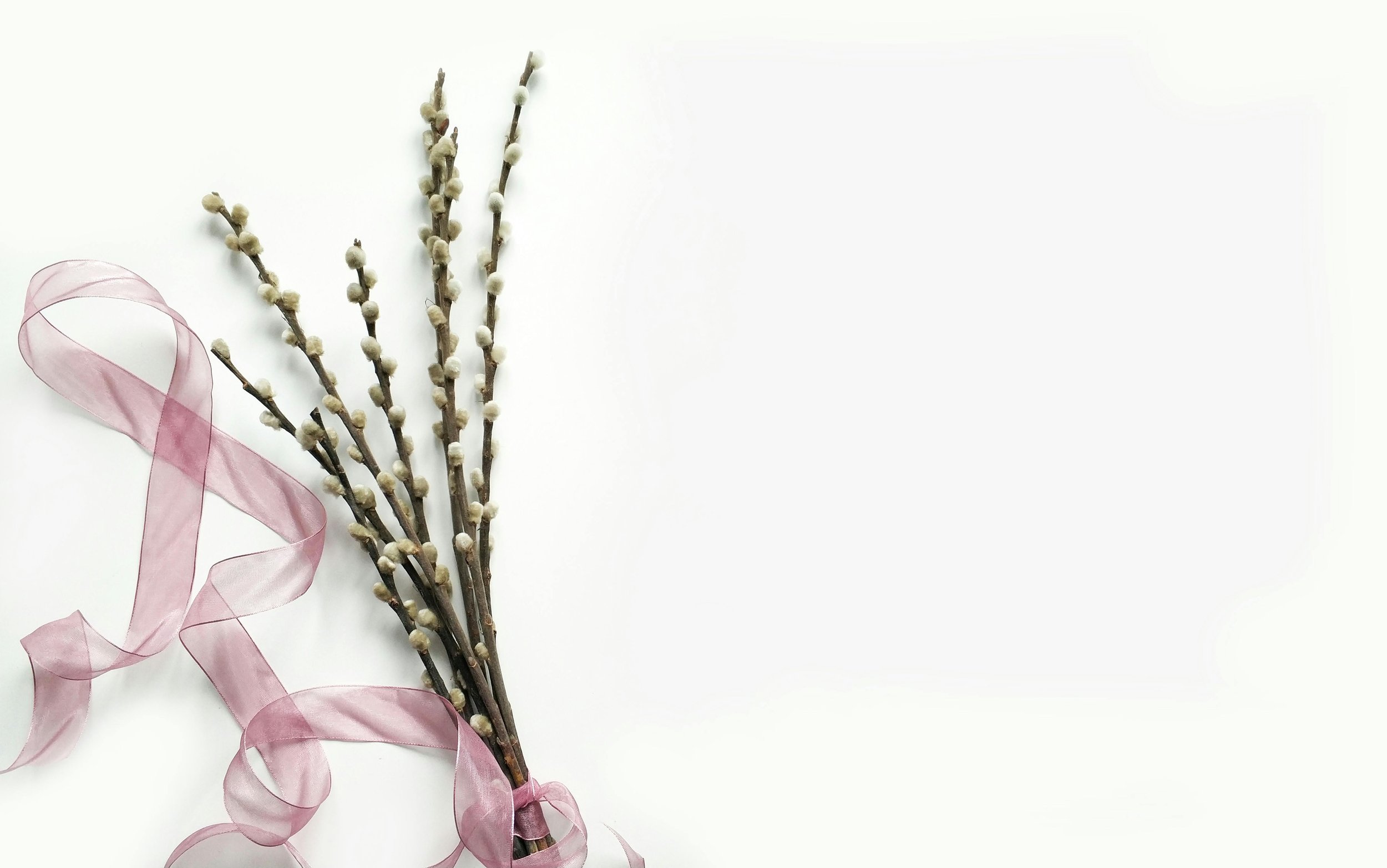 Pussy willow branches tied with pink ribbon on a white background