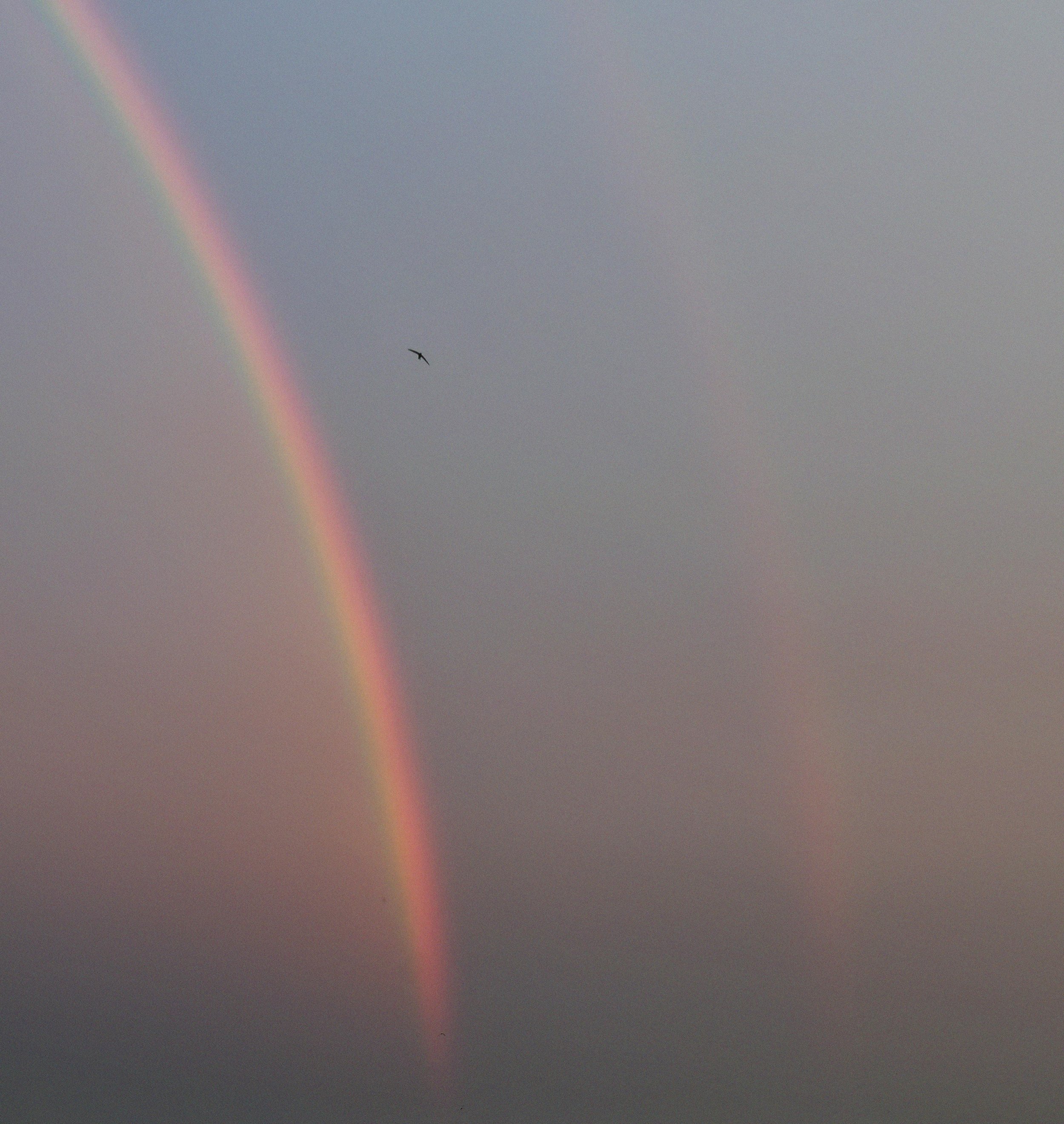 A rainbow arches across a cloudy sky with a single bird flying nearby.