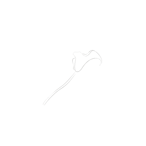 Line drawing of a cat lying down and a cat's head silhouette.