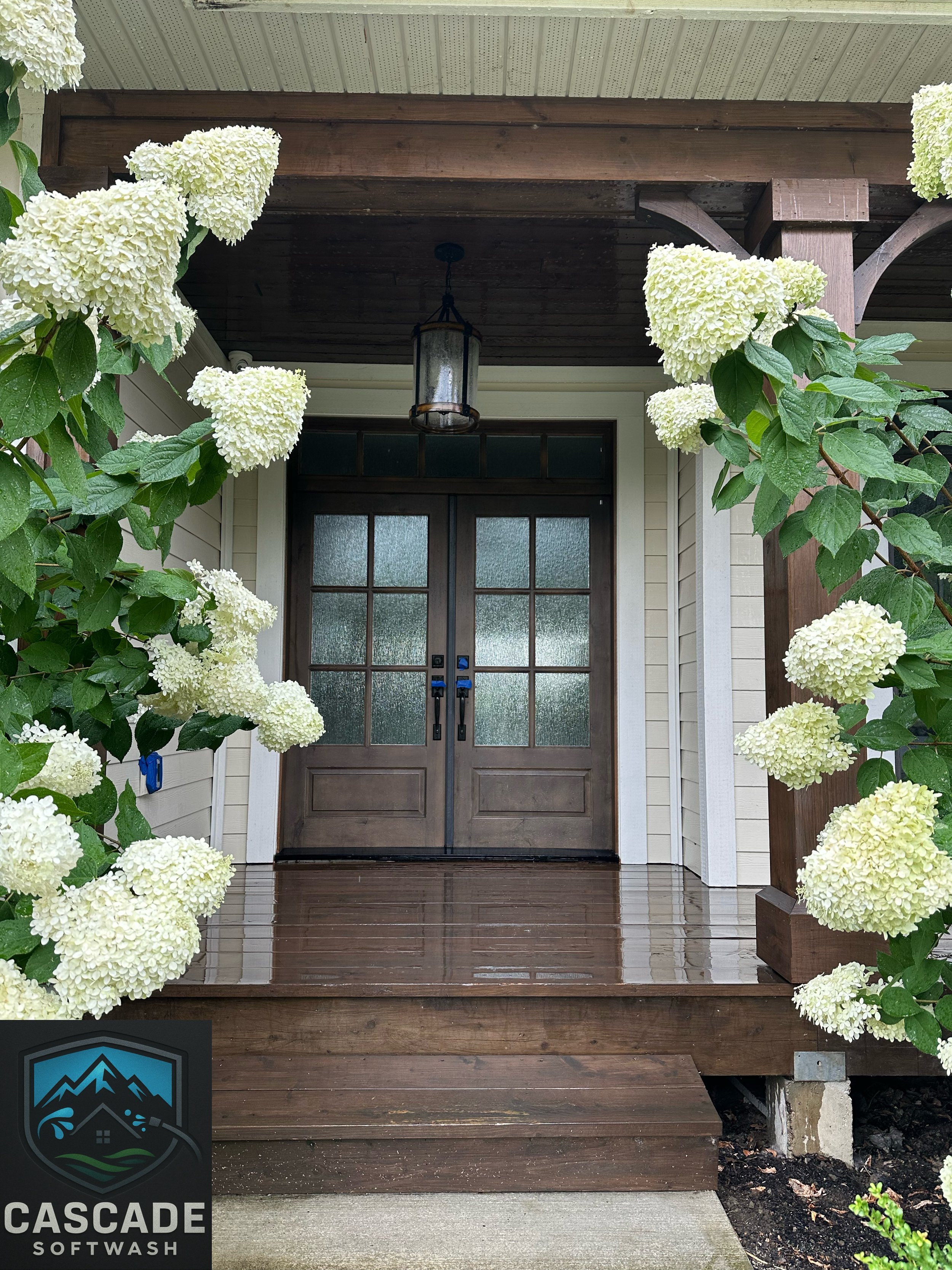 Front porch with wooden steps, white hydrangea bushes on each side, a black metal hanging lantern, double glass doors, and porch ceiling with horizontal paneling.