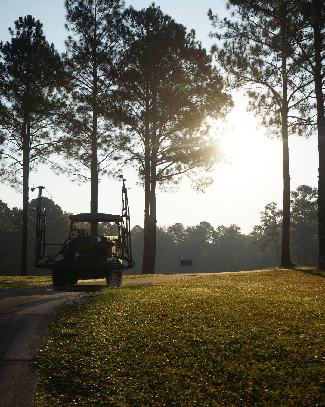 A golf cart on a golf course with tall pine trees and the sun shining through the branches.