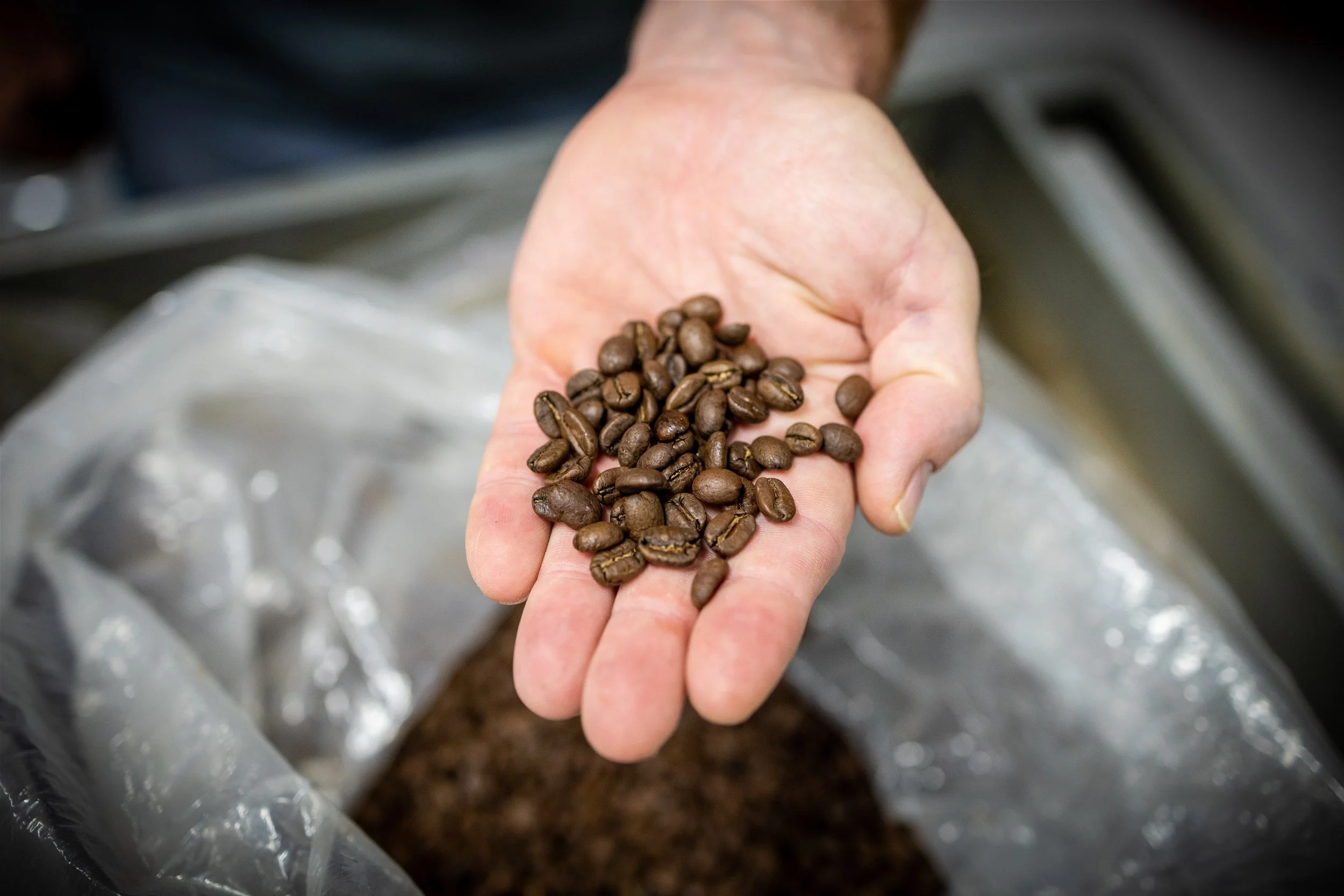 Hand holding roasted coffee beans over a plastic bag filled with coffee grounds.