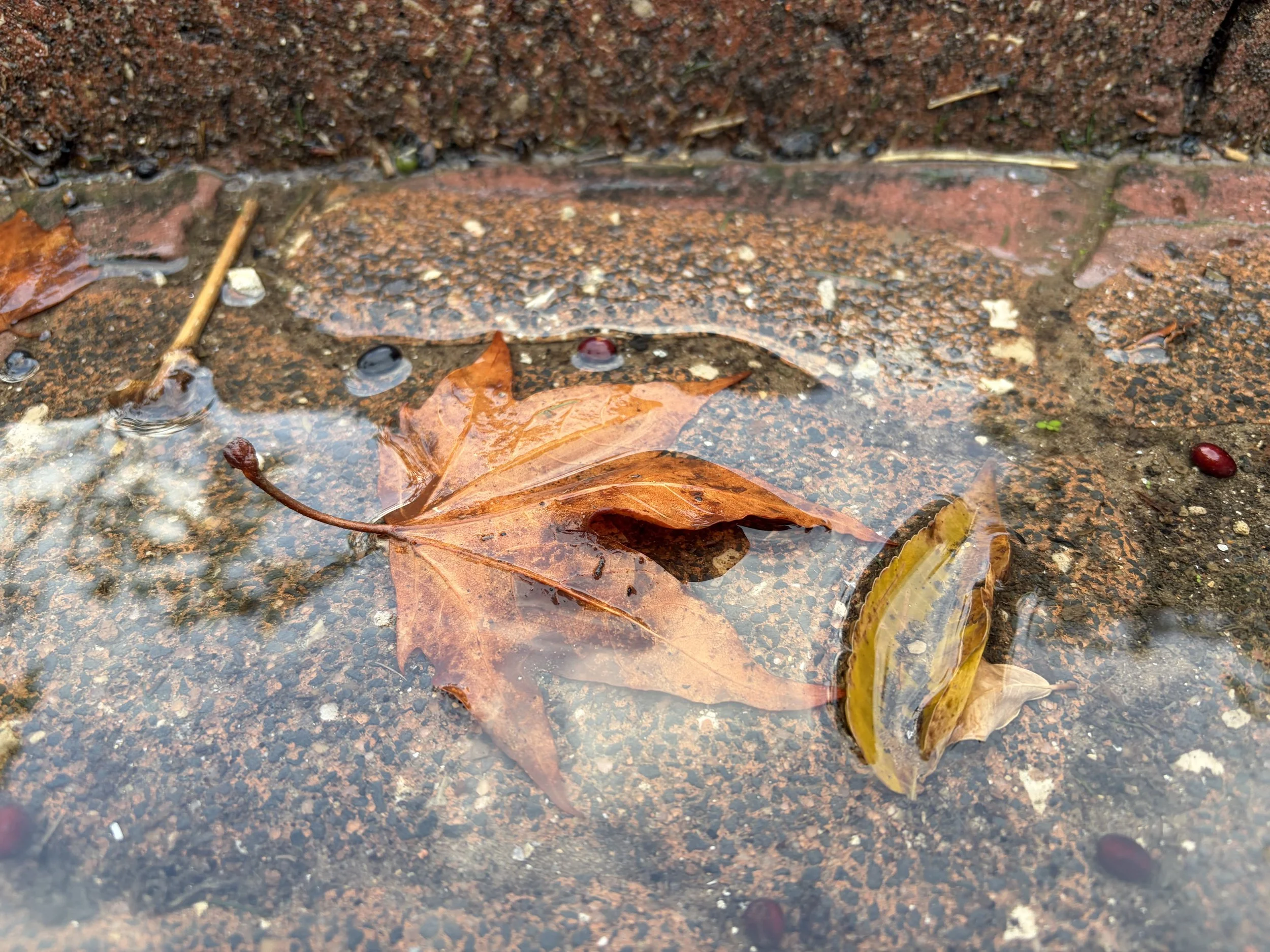 A maple leaf in a paddle