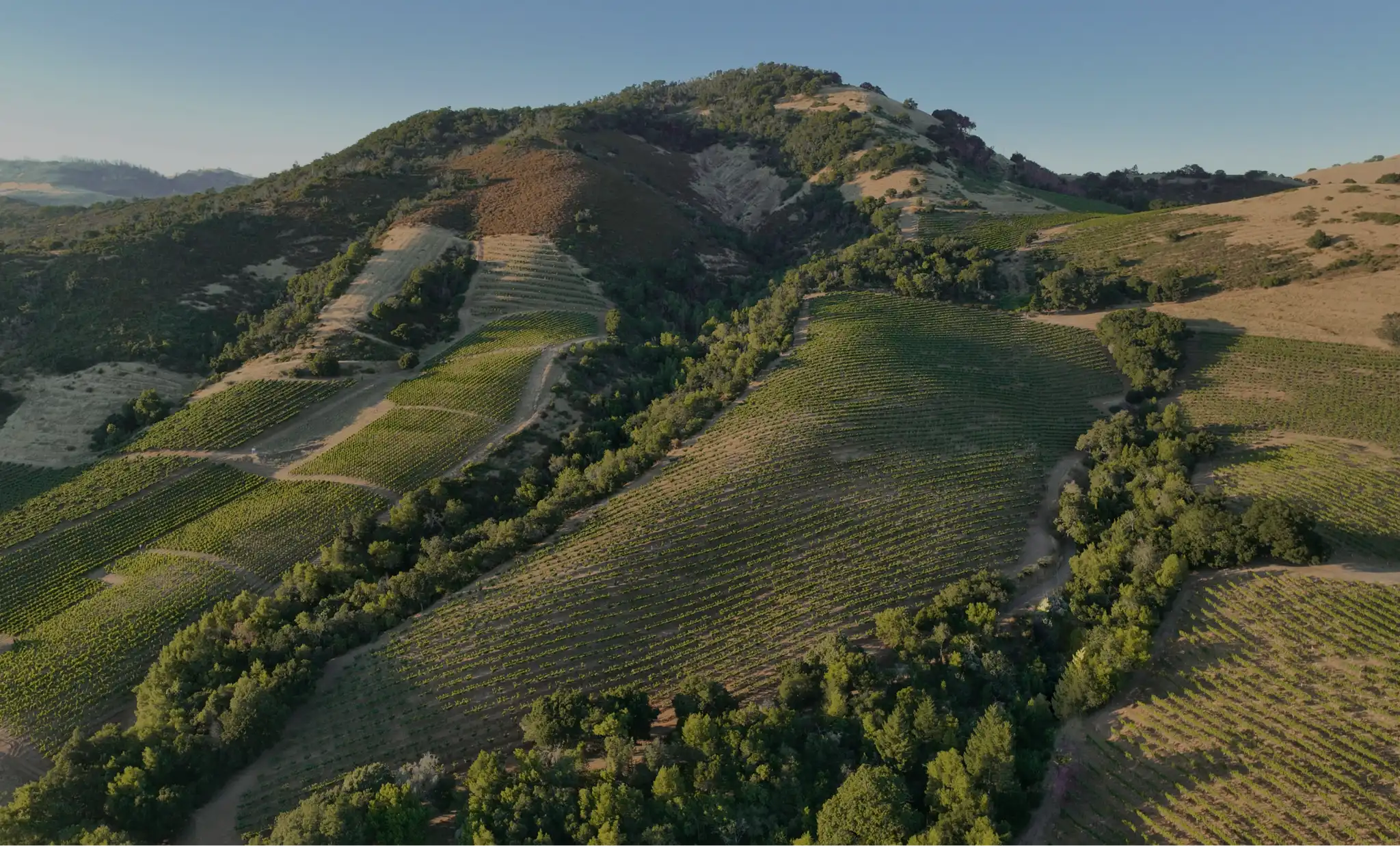 Aerial view of rolling hills covered with vineyards and patches of green trees.