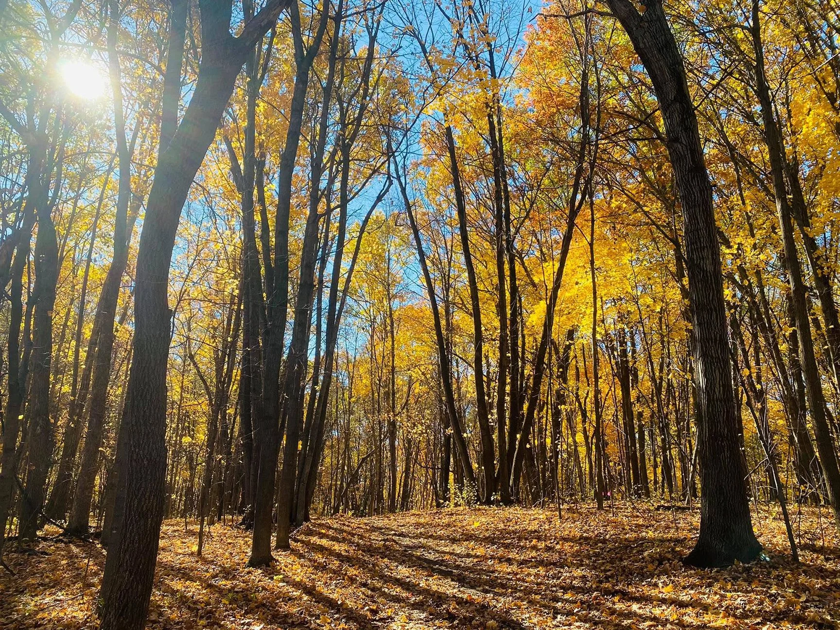 Paint-Out at Lowry Nature Center (Carver Park Reserve)
