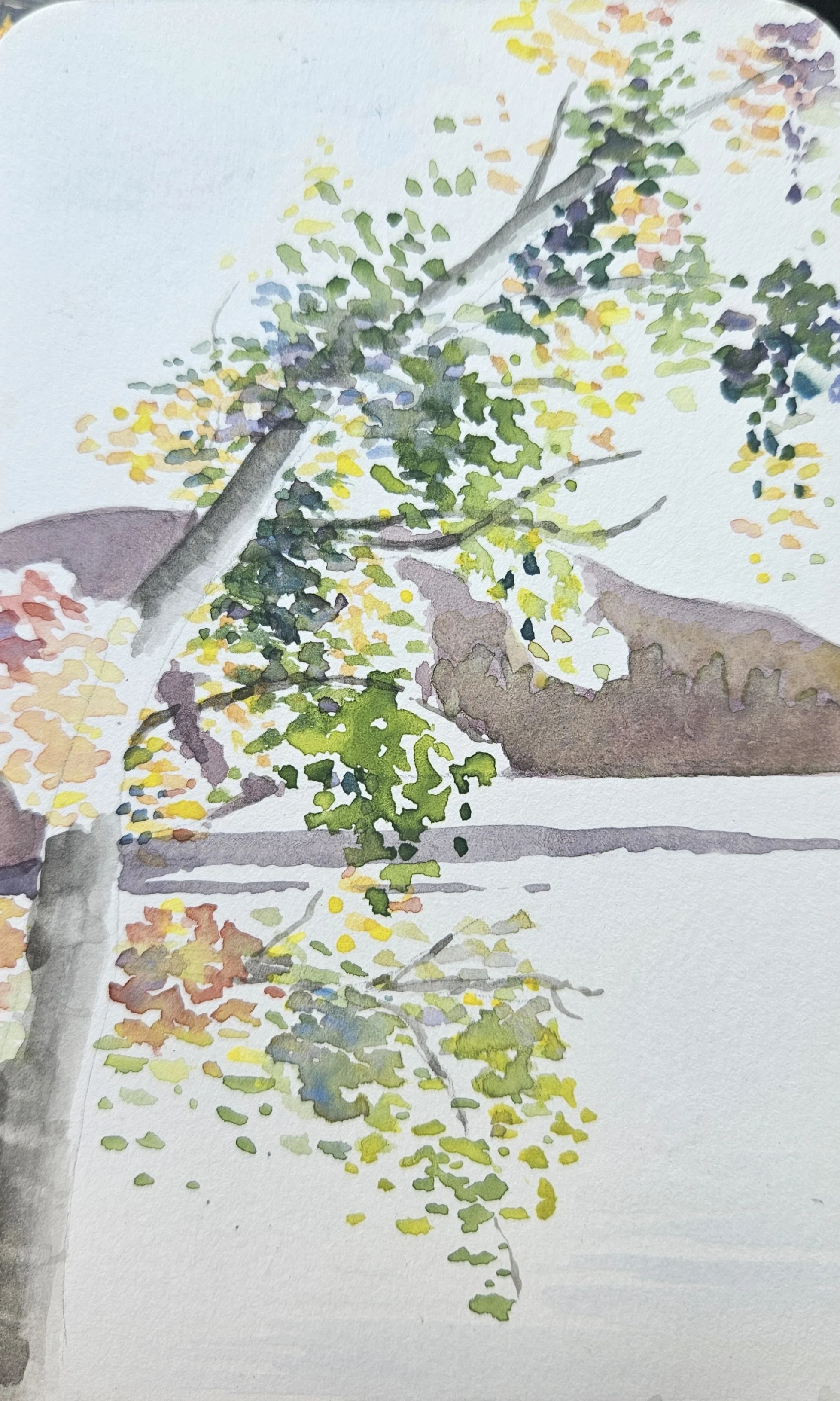 Shelby Johnson "Birch, September Sun"