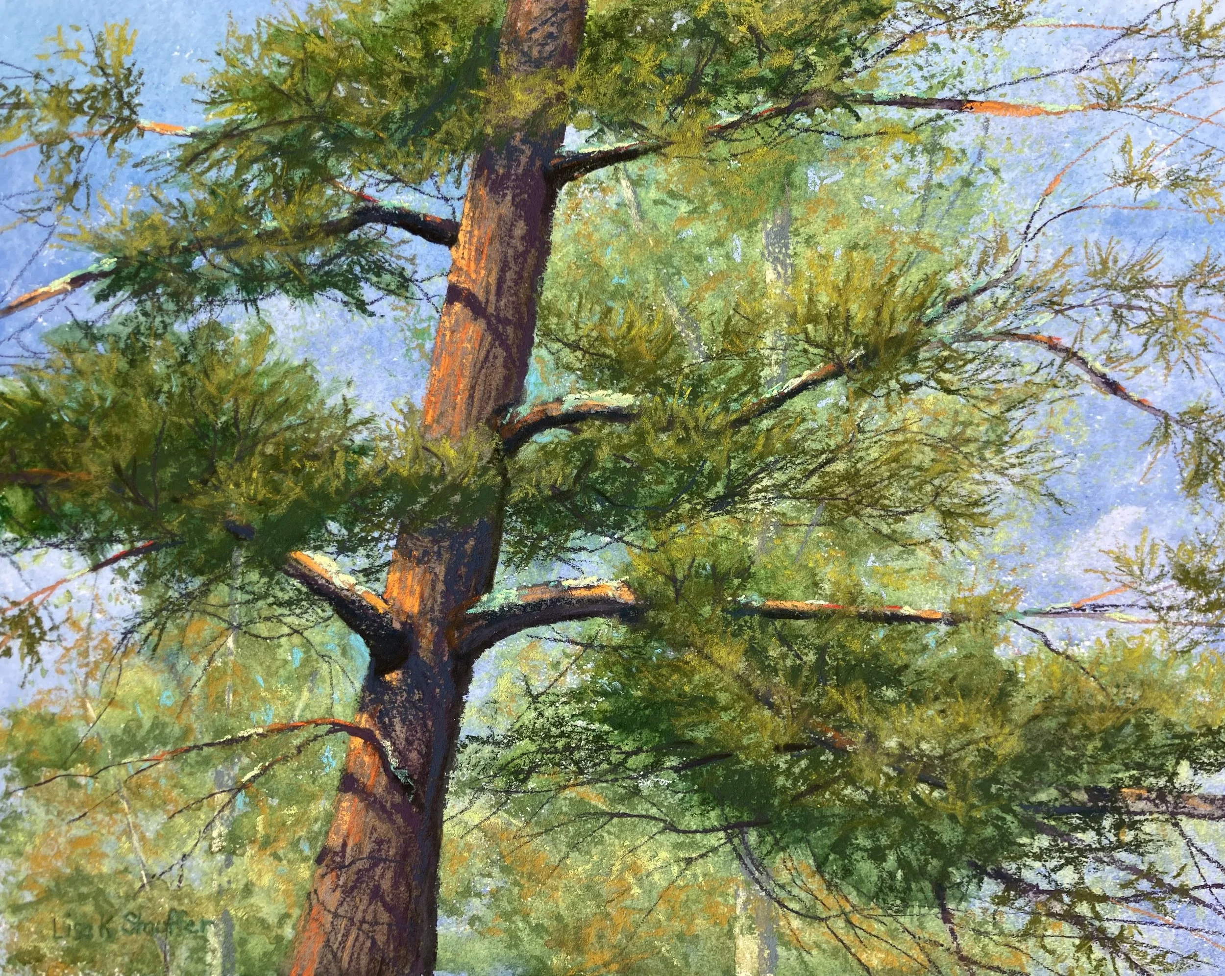 Lisa Stauffer - Evergreen Award for Best Tree - Reaching Pine