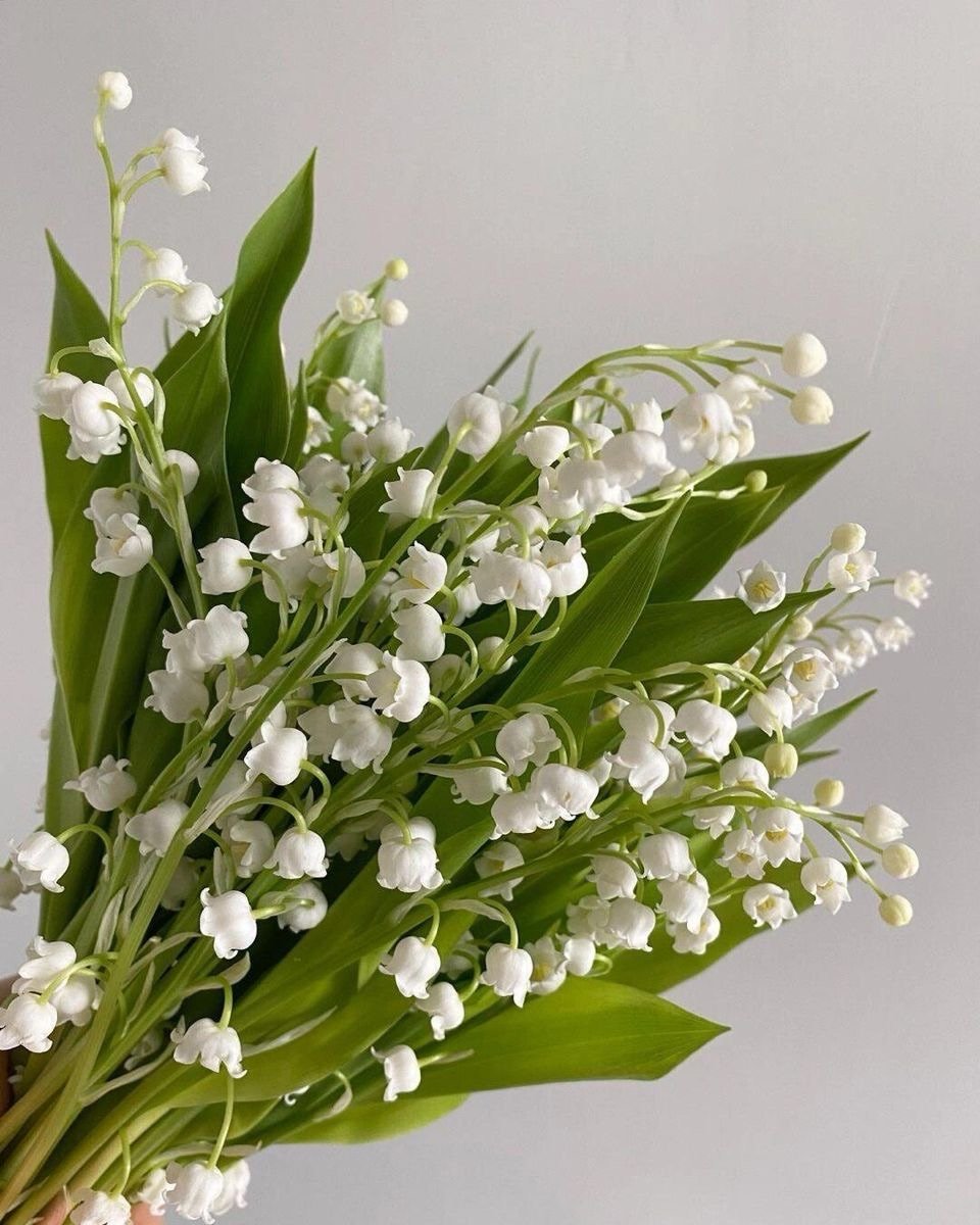 A tradition from home 🇫🇷

On the 1st of May, in France, we gift muguet, a delicate white flower known as lily of the valley, as a symbol of luck, happiness, and renewal.

This tradition dates back to the Renaissance France, when Charles IX is said 