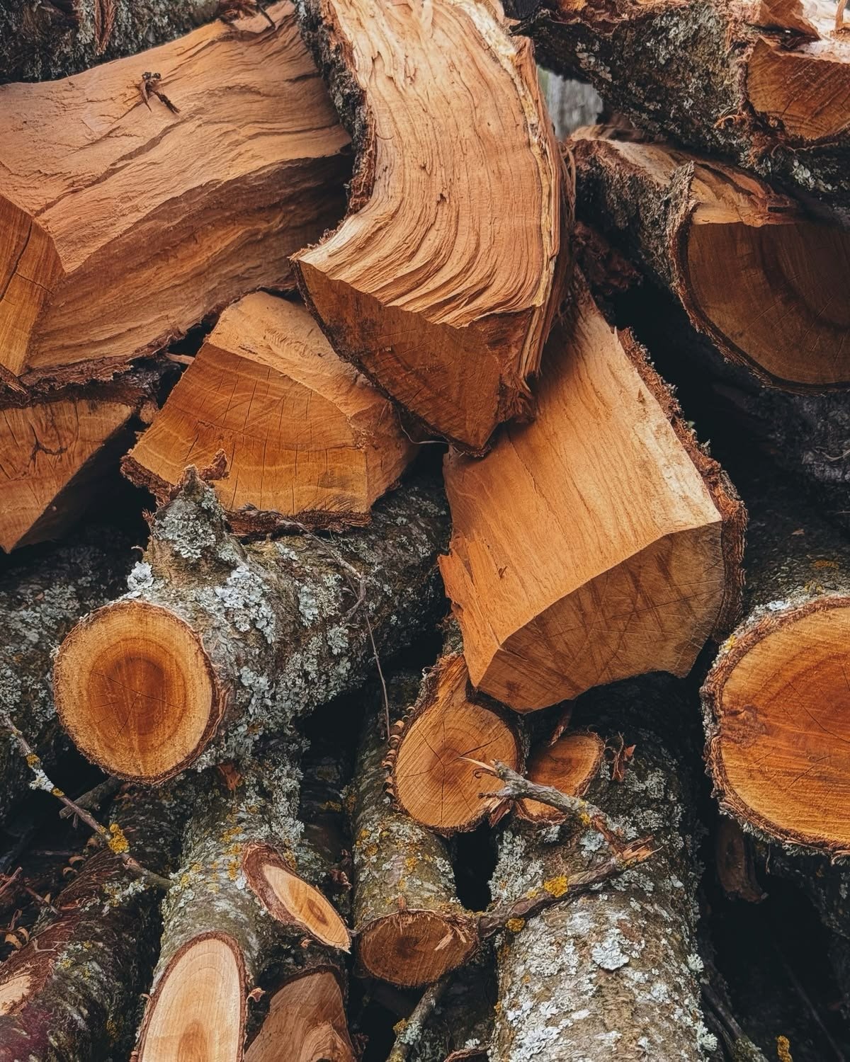 Cedarwood is one of the key base note materials we work with in our workshops. The one we use in-studio is a Virginian Cedarwood (Juniperus Virginiana) from @payanbertrand_grasse , sourced from upcycled wood. (Technically a juniper, but one of the mo
