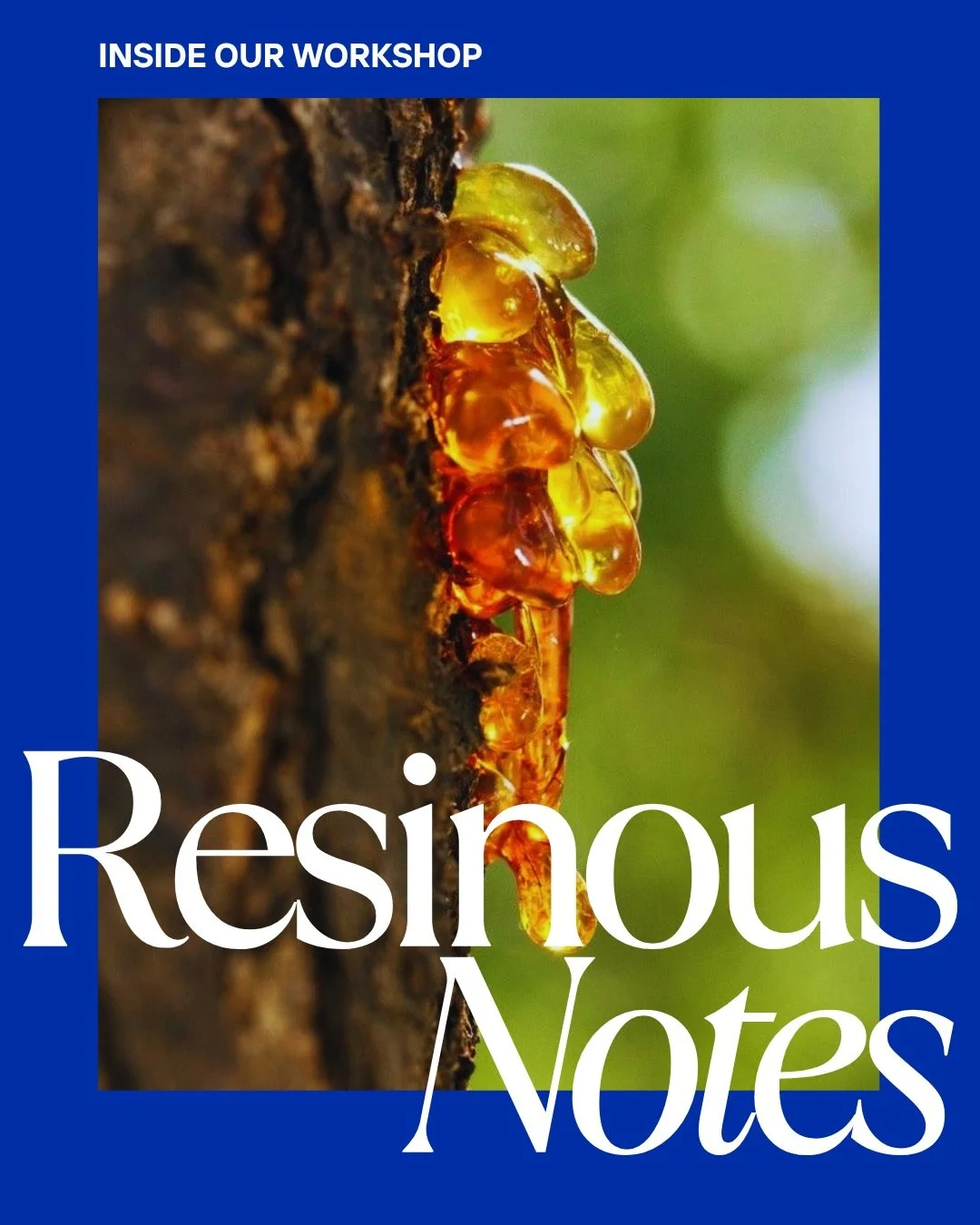 Resins are some of the oldest and most fascinating materials used in perfumery.

From the freshness of frankincense to the warmth of benzoin and labdanum, these materials bring depth, texture, and atmosphere to a fragrance. Resins have been used for 