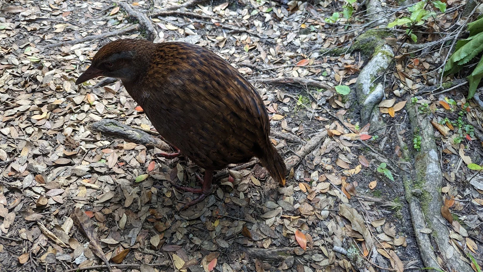 bird flu