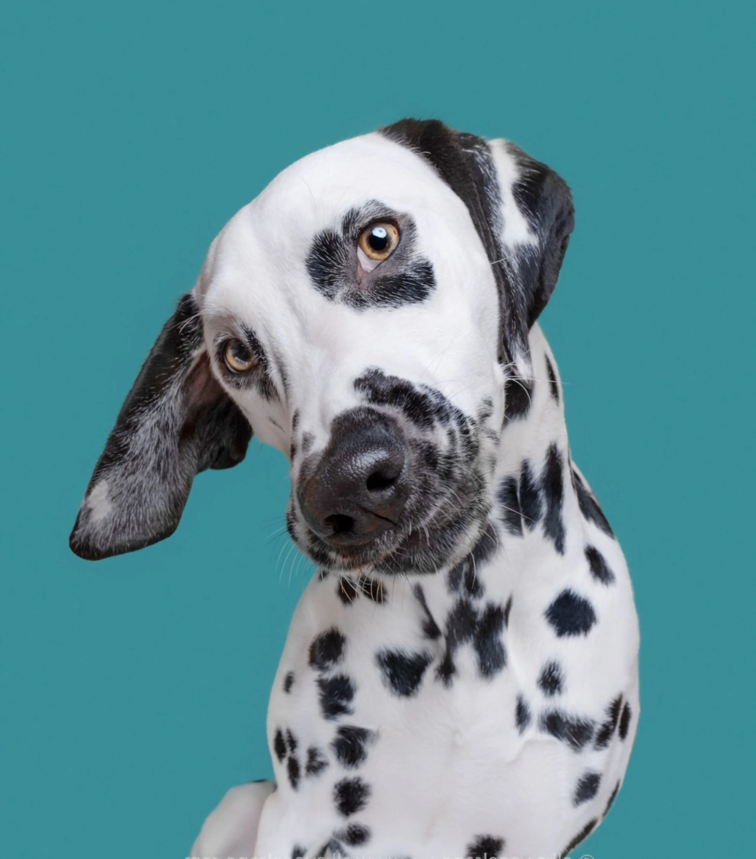 A Dalmatian dog with black spots and one ear hanging down, looking at the camera against a teal background.