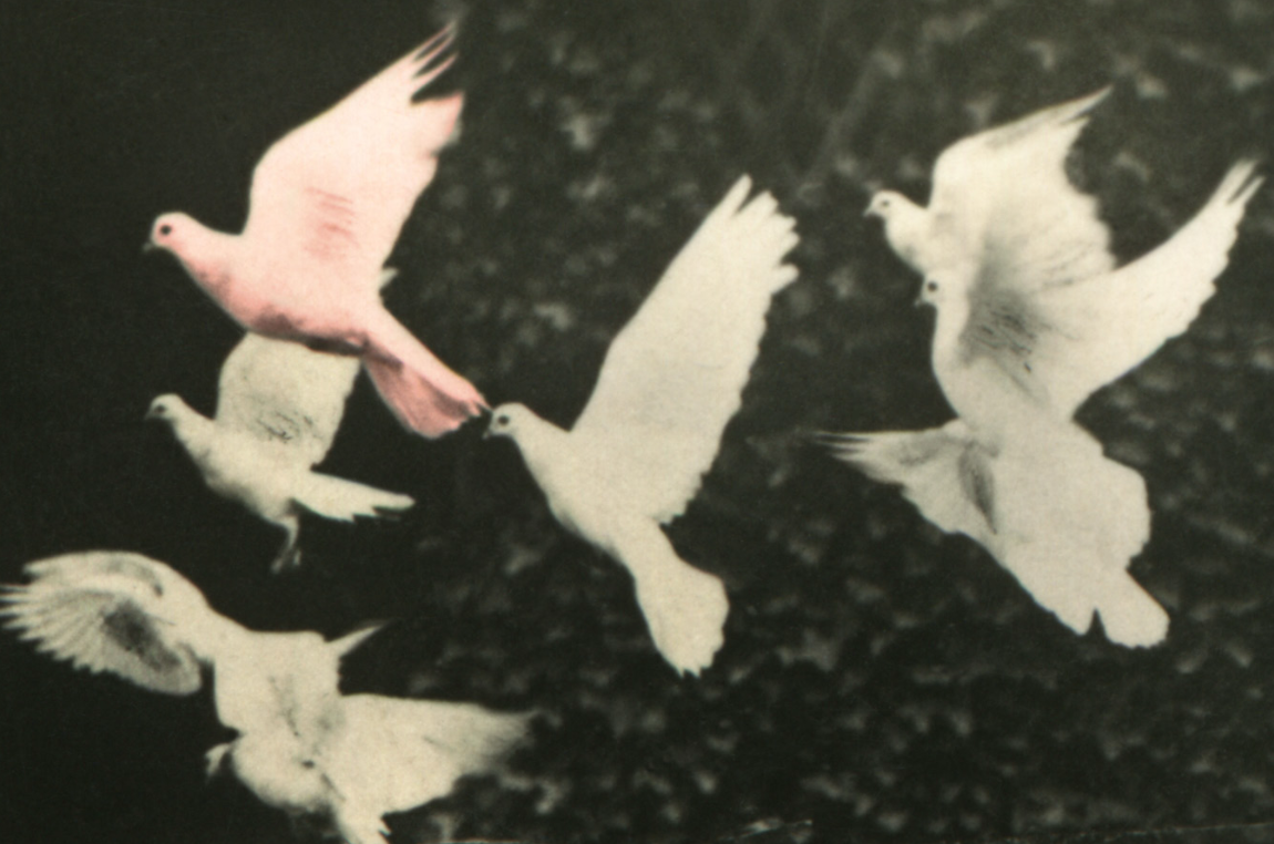 'Birds of a Feather' Blair Waterfield