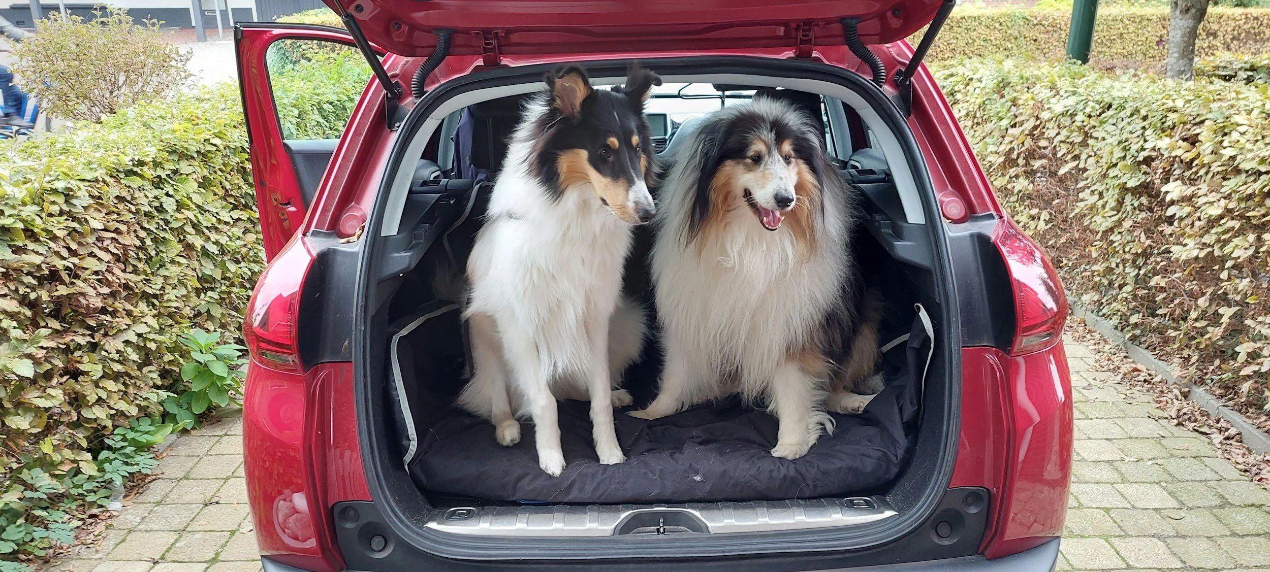 Clean and sanitize your interior including pet hair removal