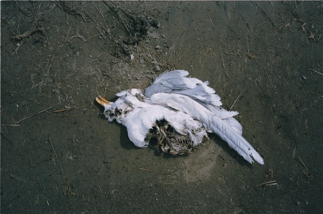 6681-S1-0037 (1).jpeg