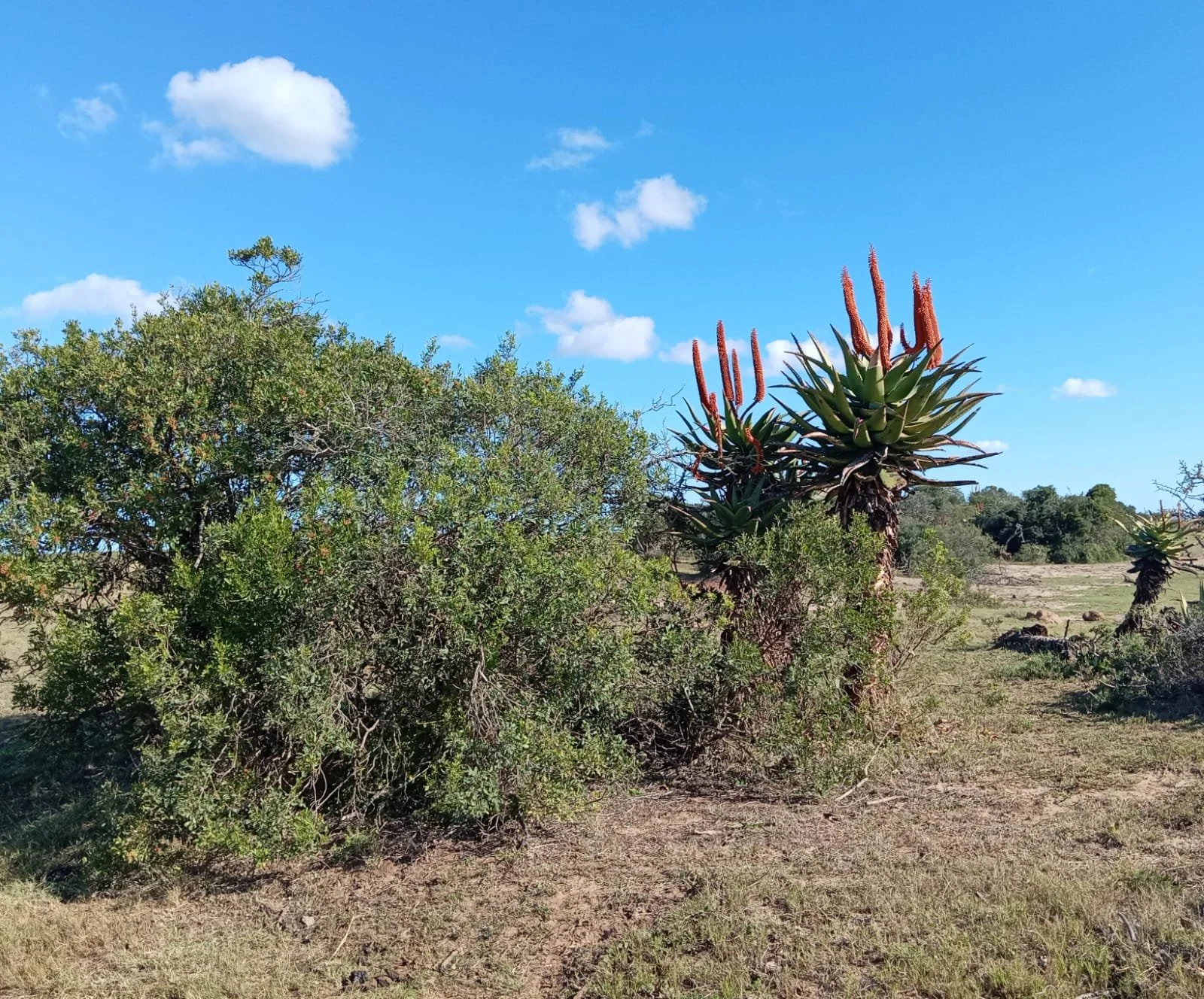 Aloes of Alexandria