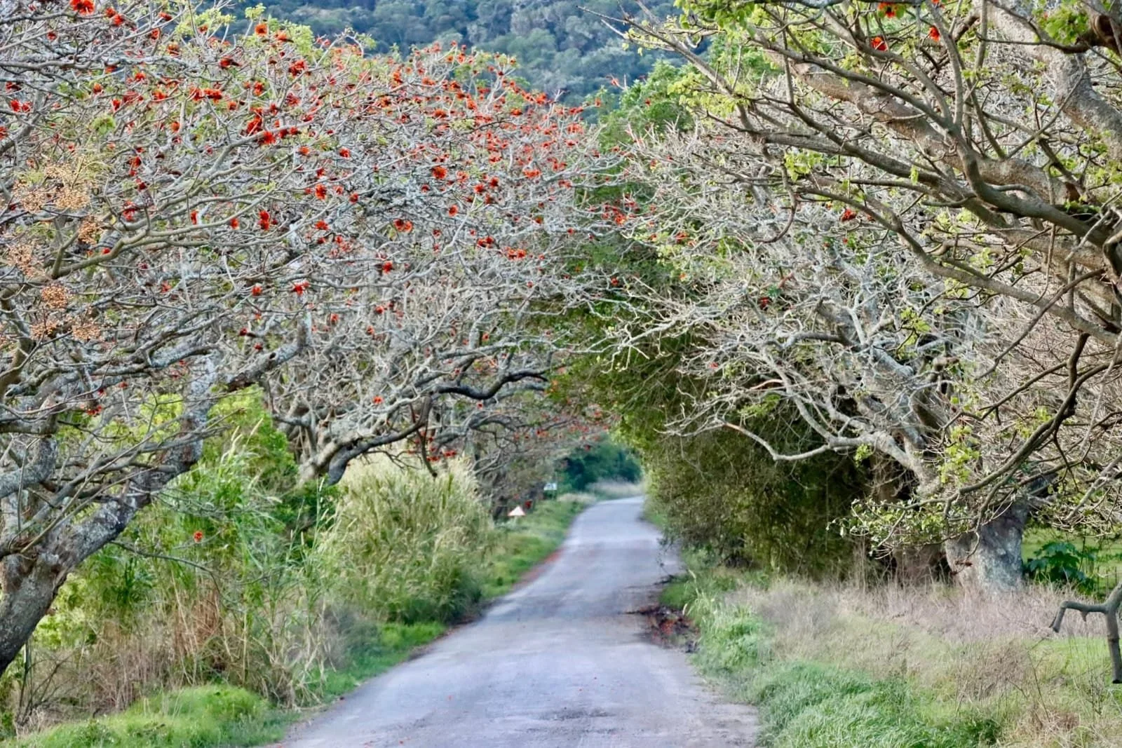 The Alexandria Forest