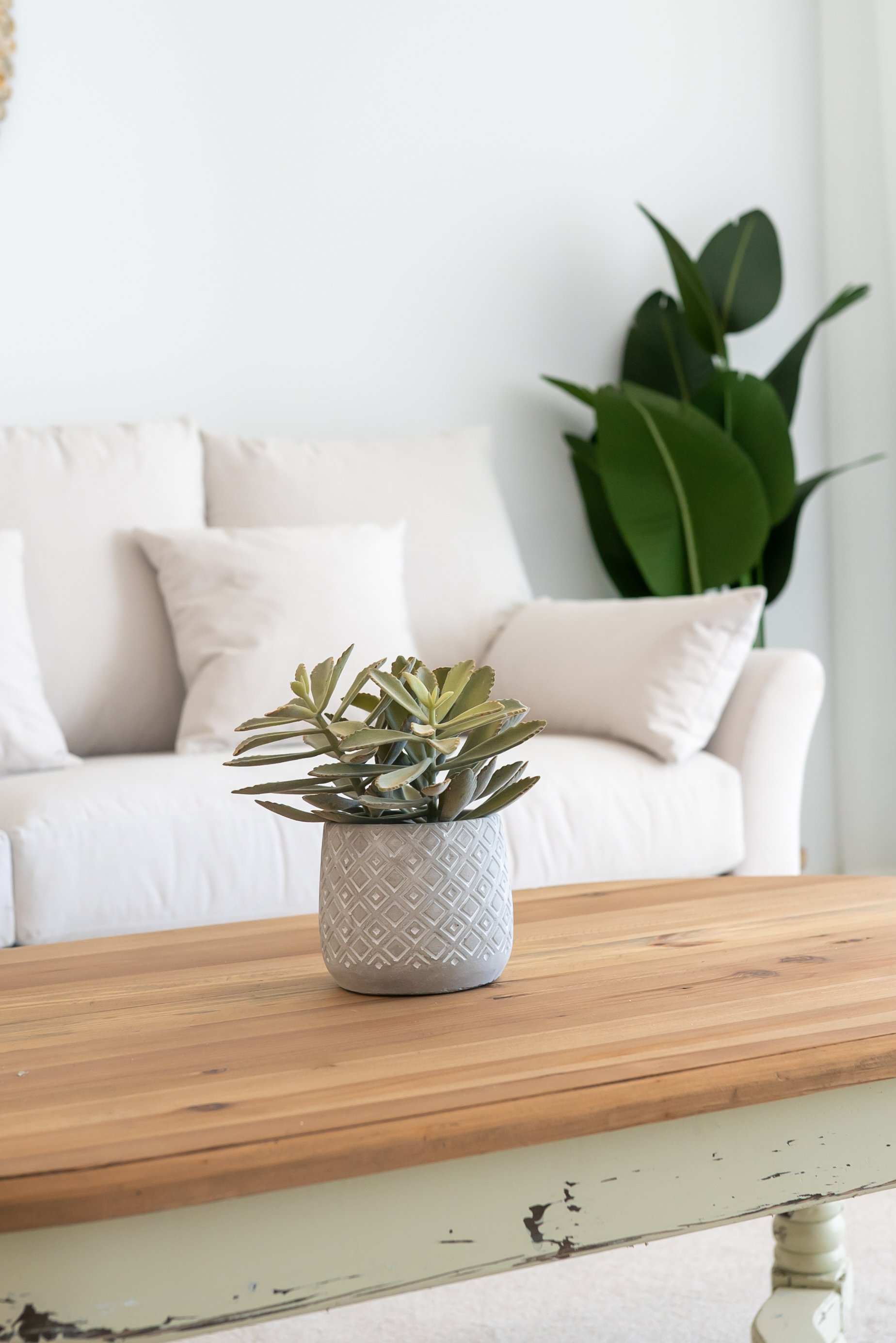 A white ceramic pot with decorative patterns on a wooden table, holding a green succulent plant.