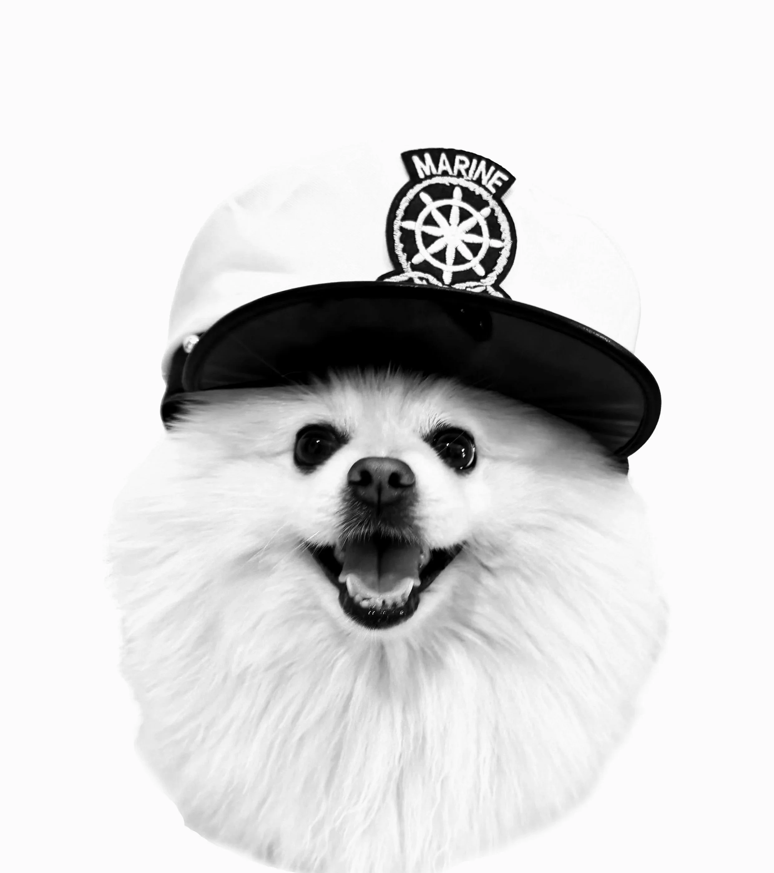 A small dog wearing a sailor-style cap with an embroidered patch that says "Marine" and features a ship's wheel emblem interior designer emotional support marbella