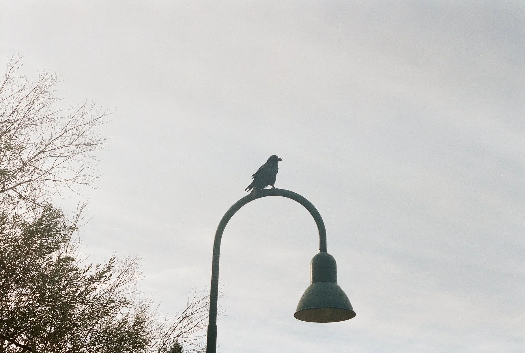 A crow landing on a lamp post