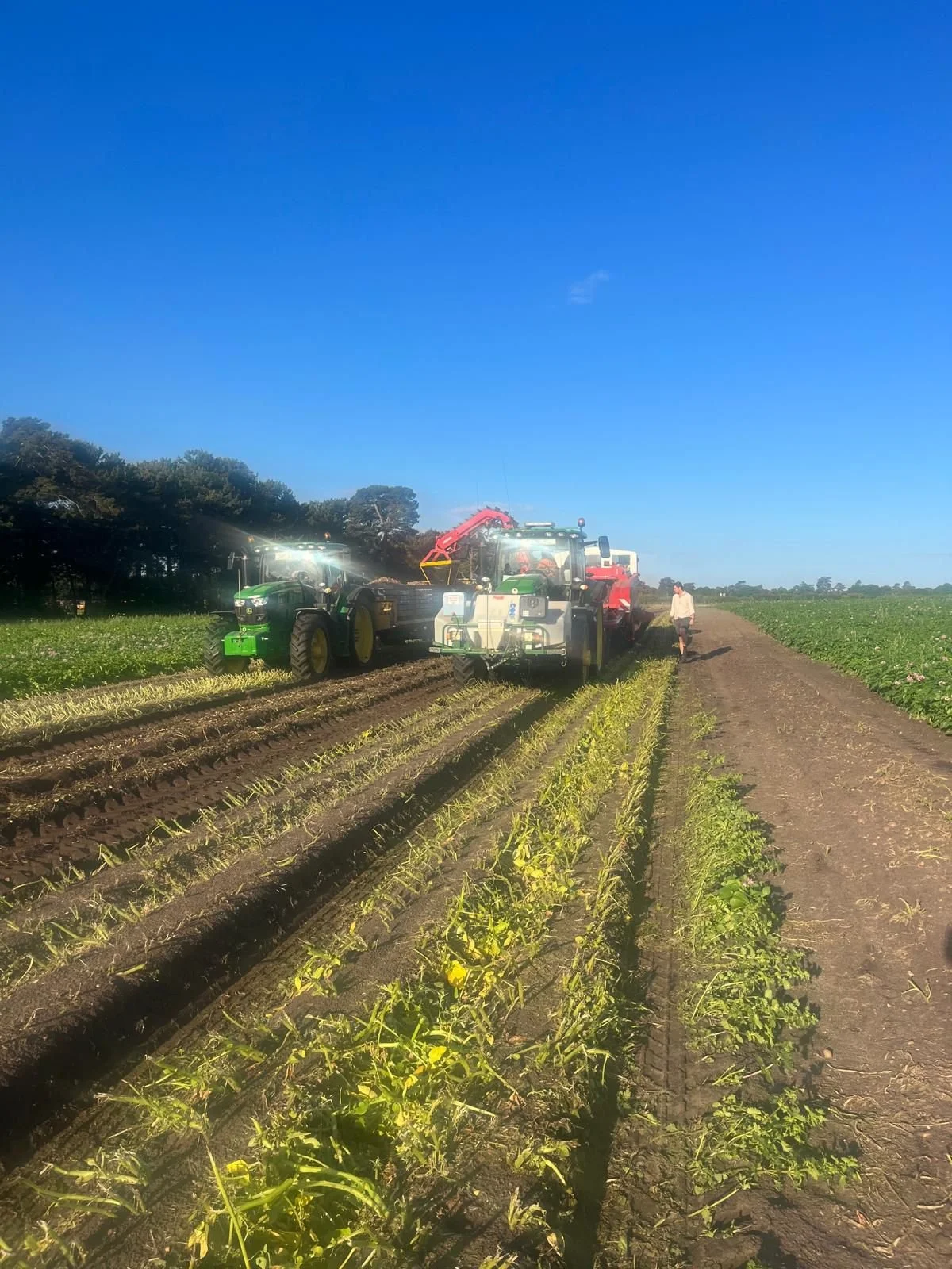 Potato harvesting