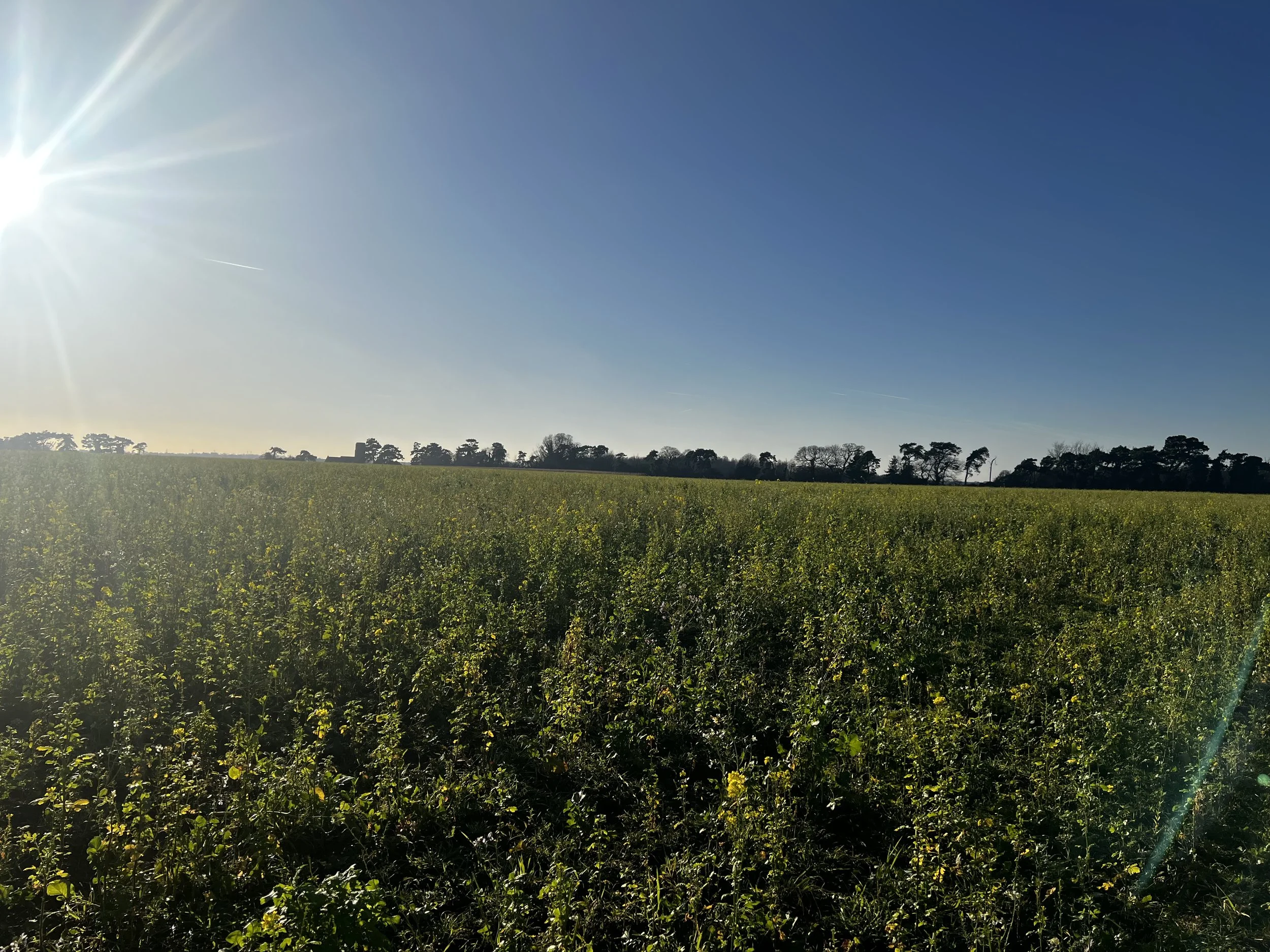 IMG_7920.jpeg