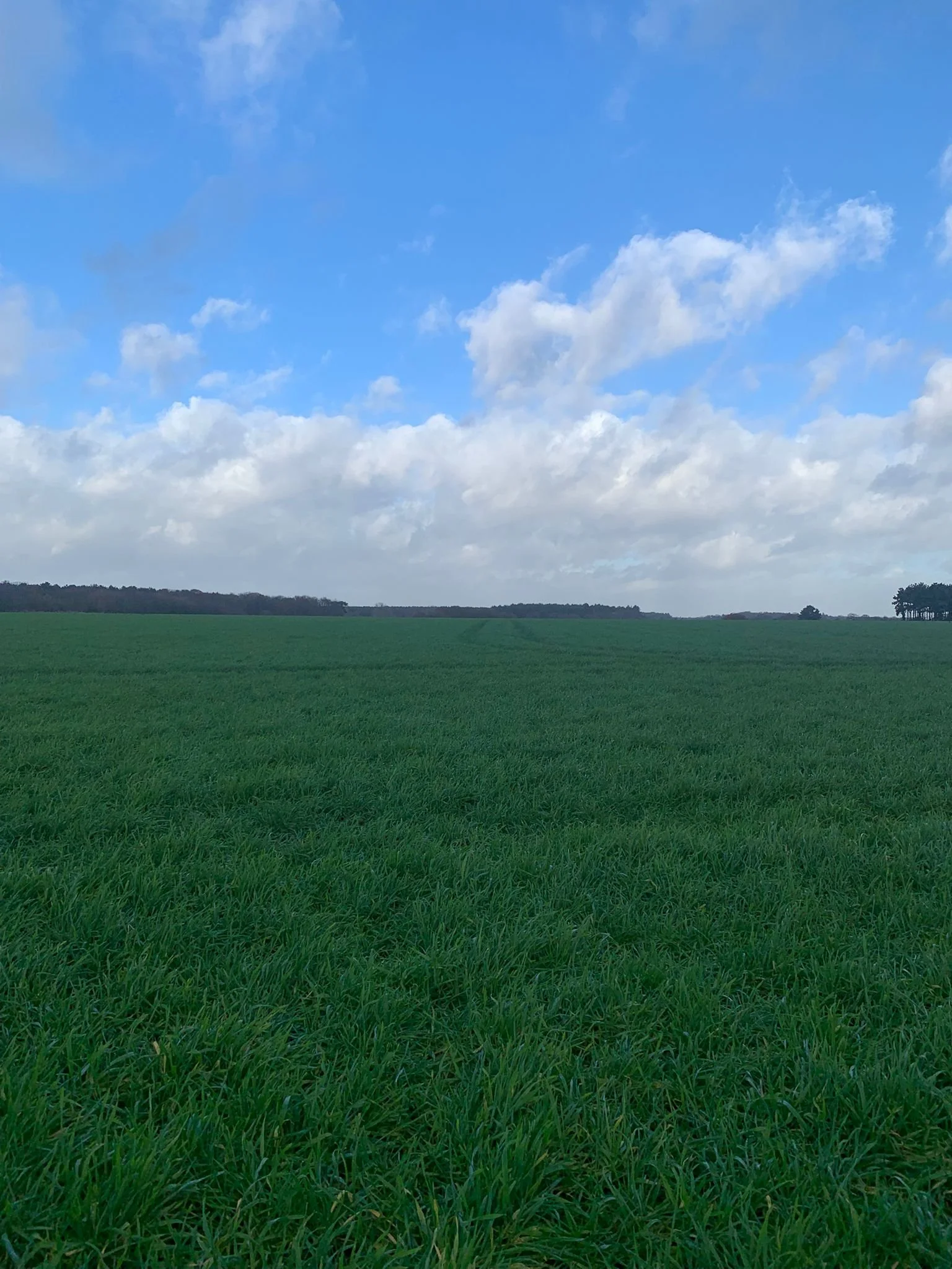 Rye 