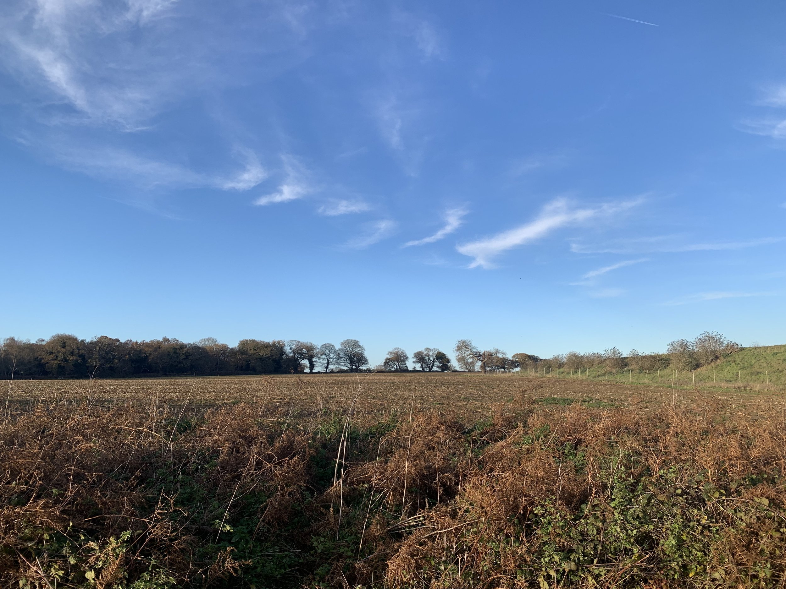 IMG_7410.jpeg