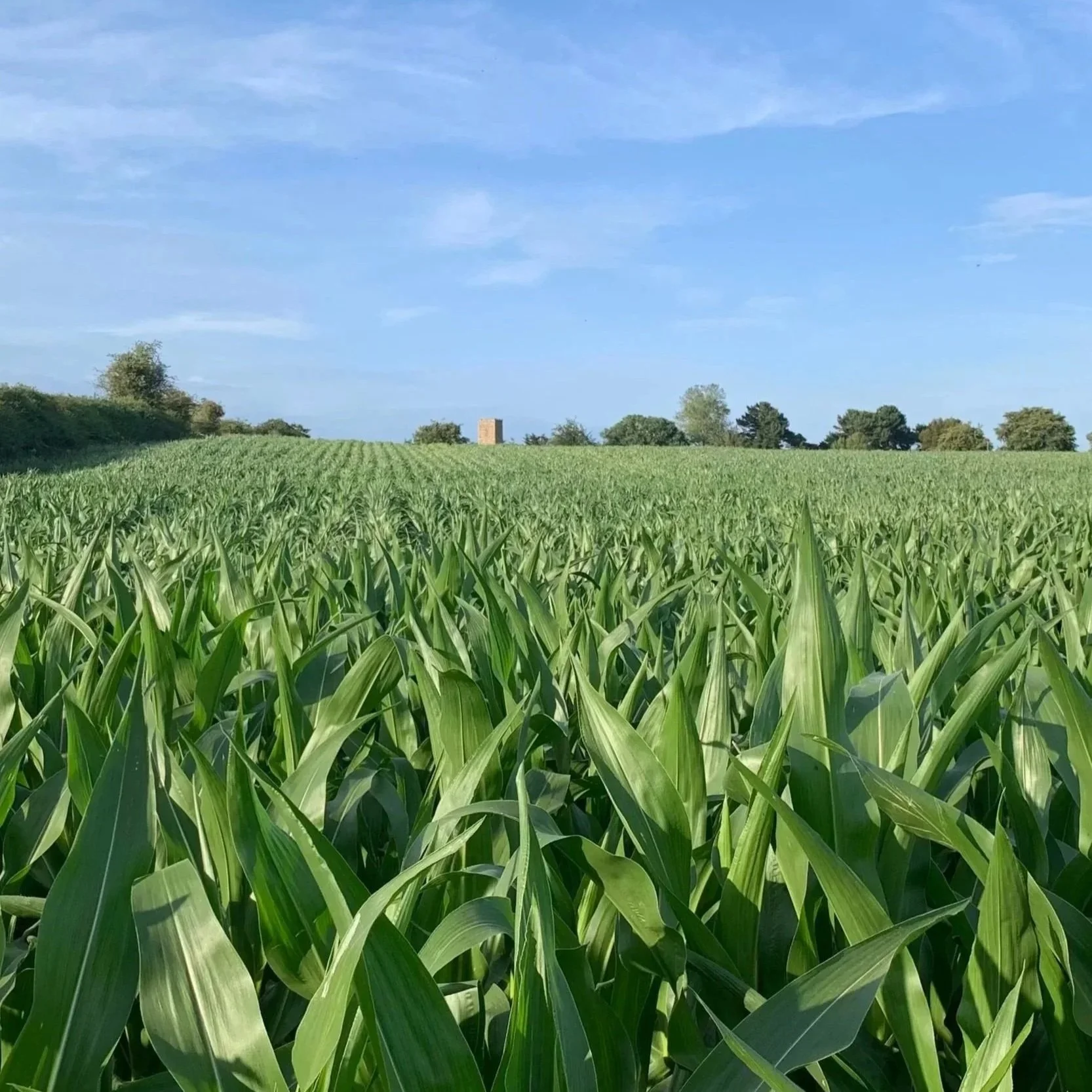 Maize 2025