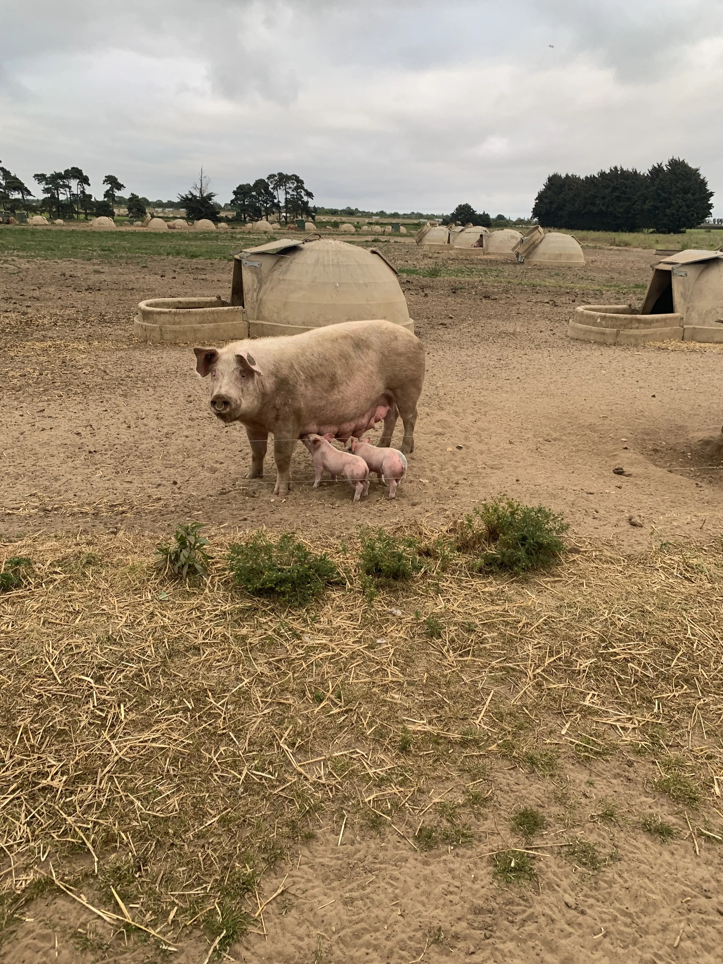 Pigs