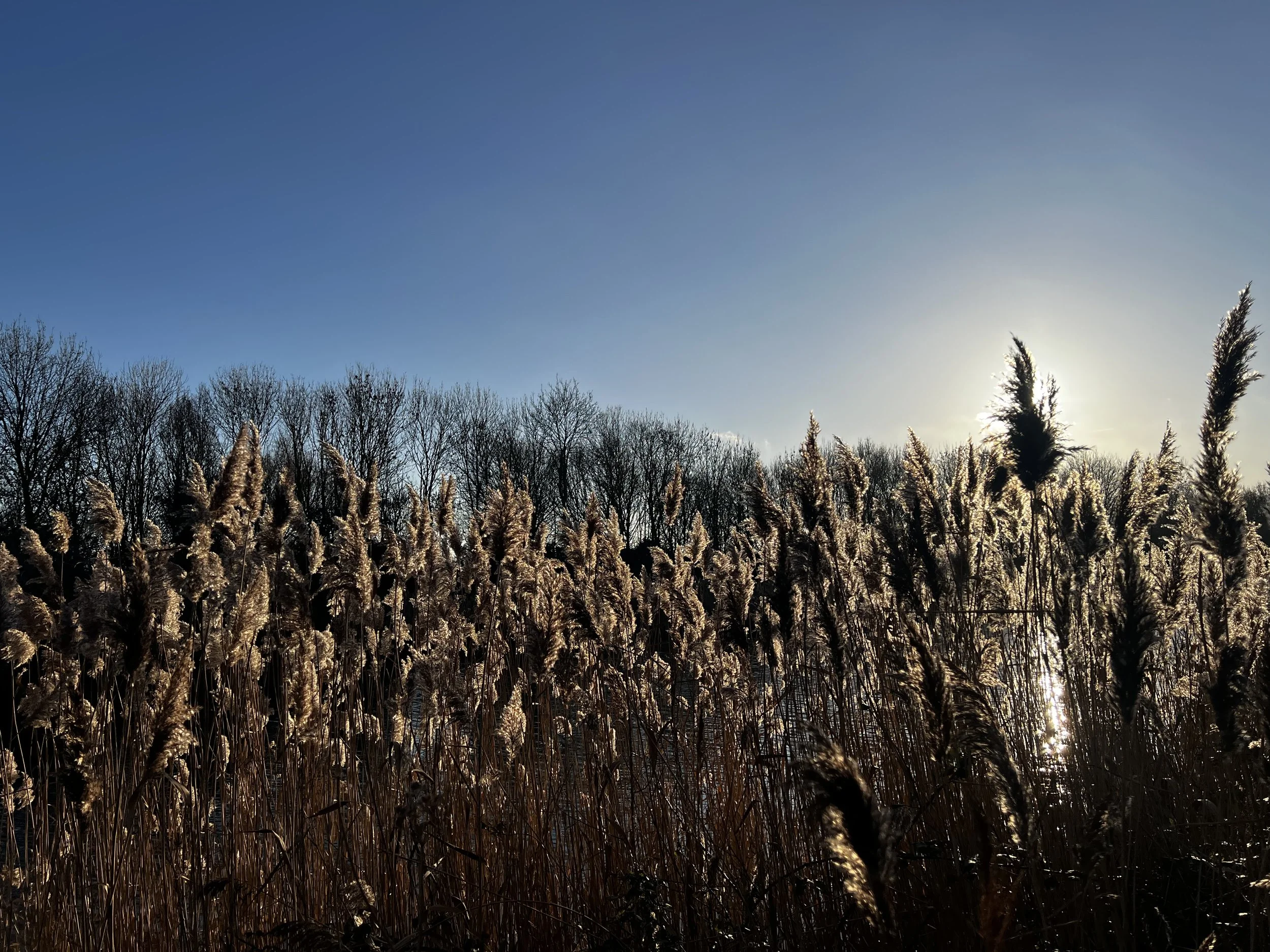 IMG_7927.jpeg