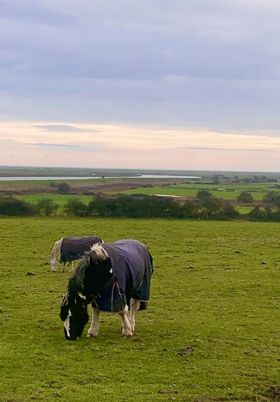 Equestrian livery paddock horse
