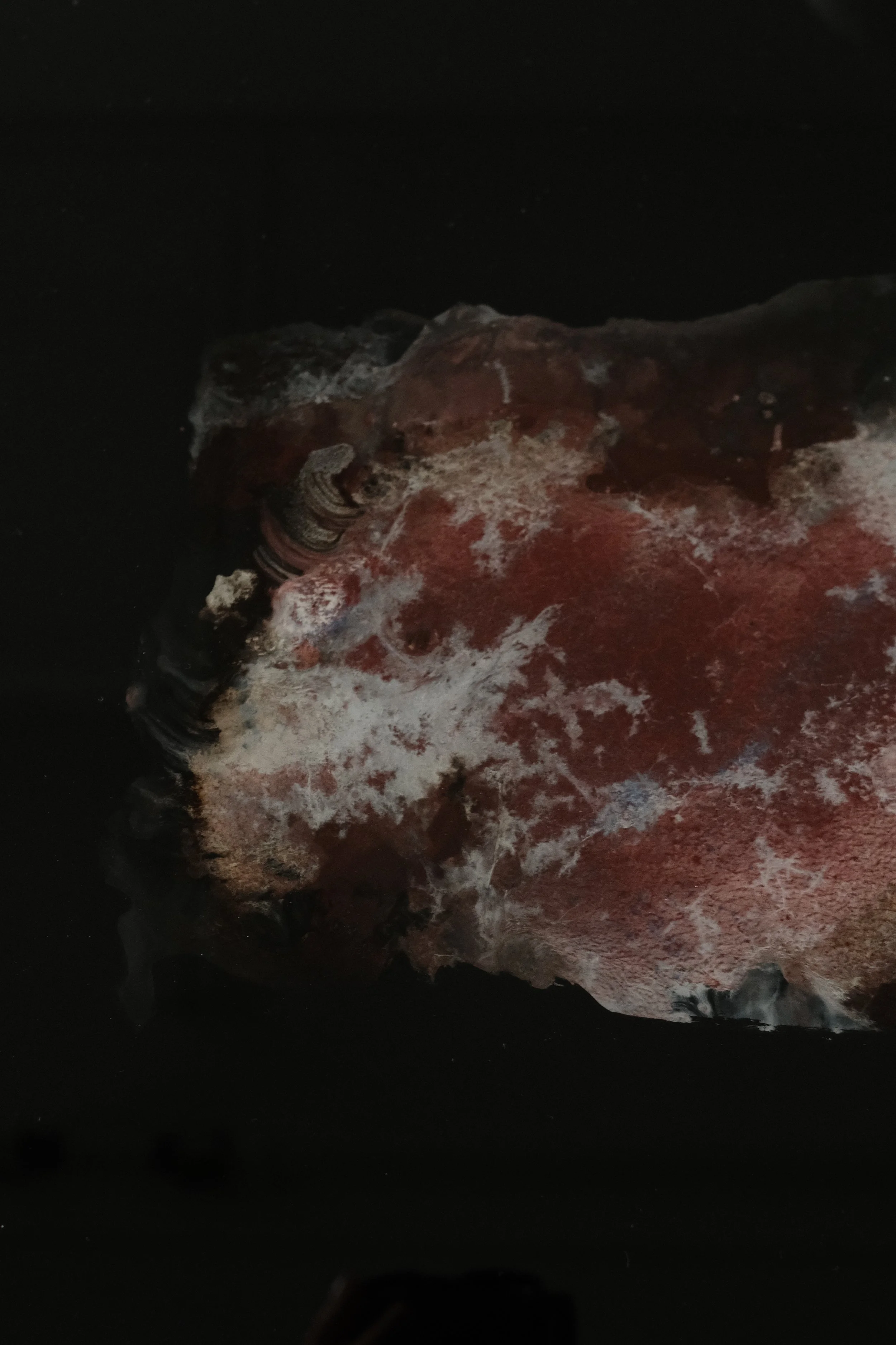 Unterwasseraufnahme eines vermutlichen Fisches mit buntem und texturiertem Körper, teilweise bedeckt mit Sand oder Algen.