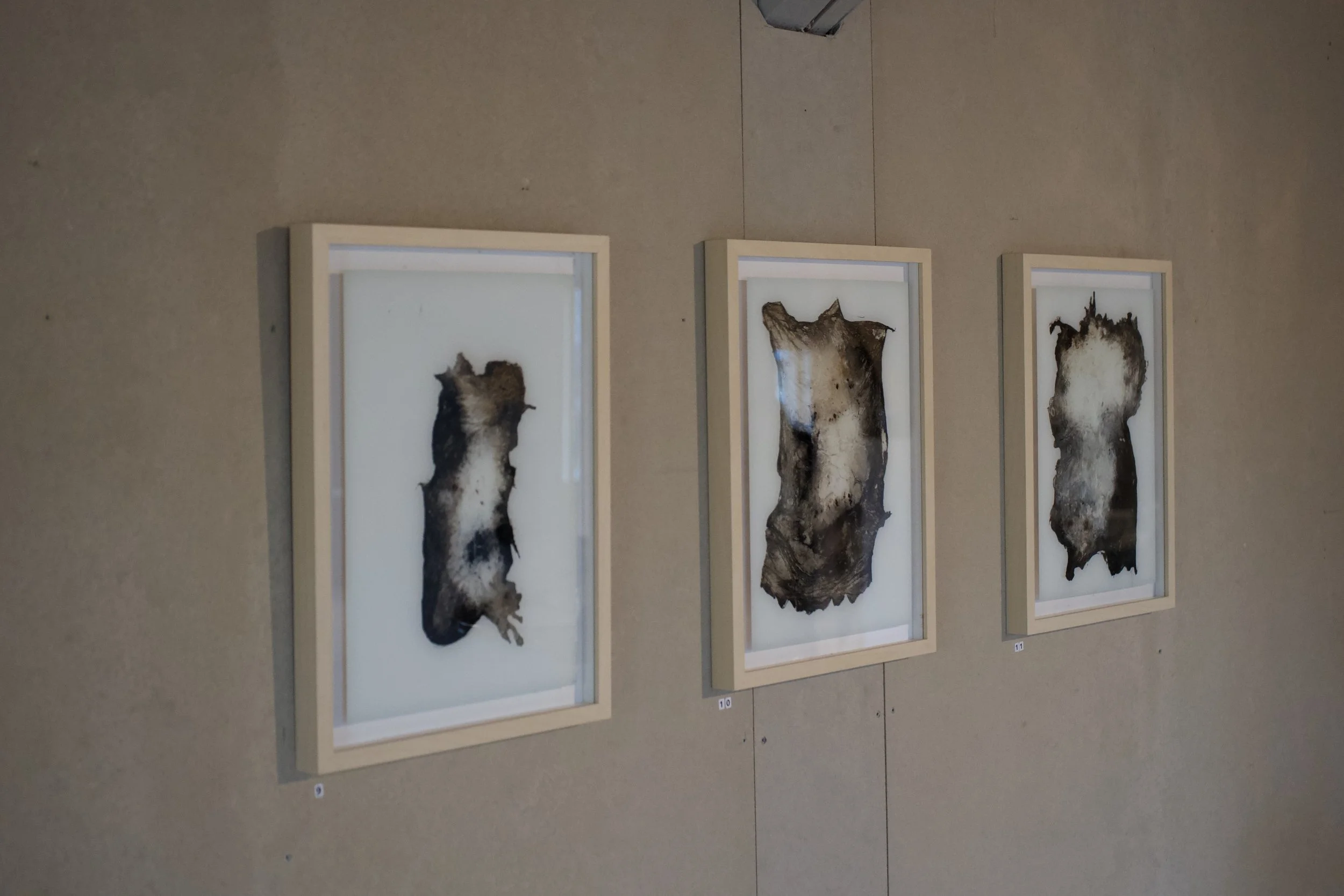 Drei gerahmte Kunstwerke aus getrockneten Tierhäuten hängen an einer Wand.