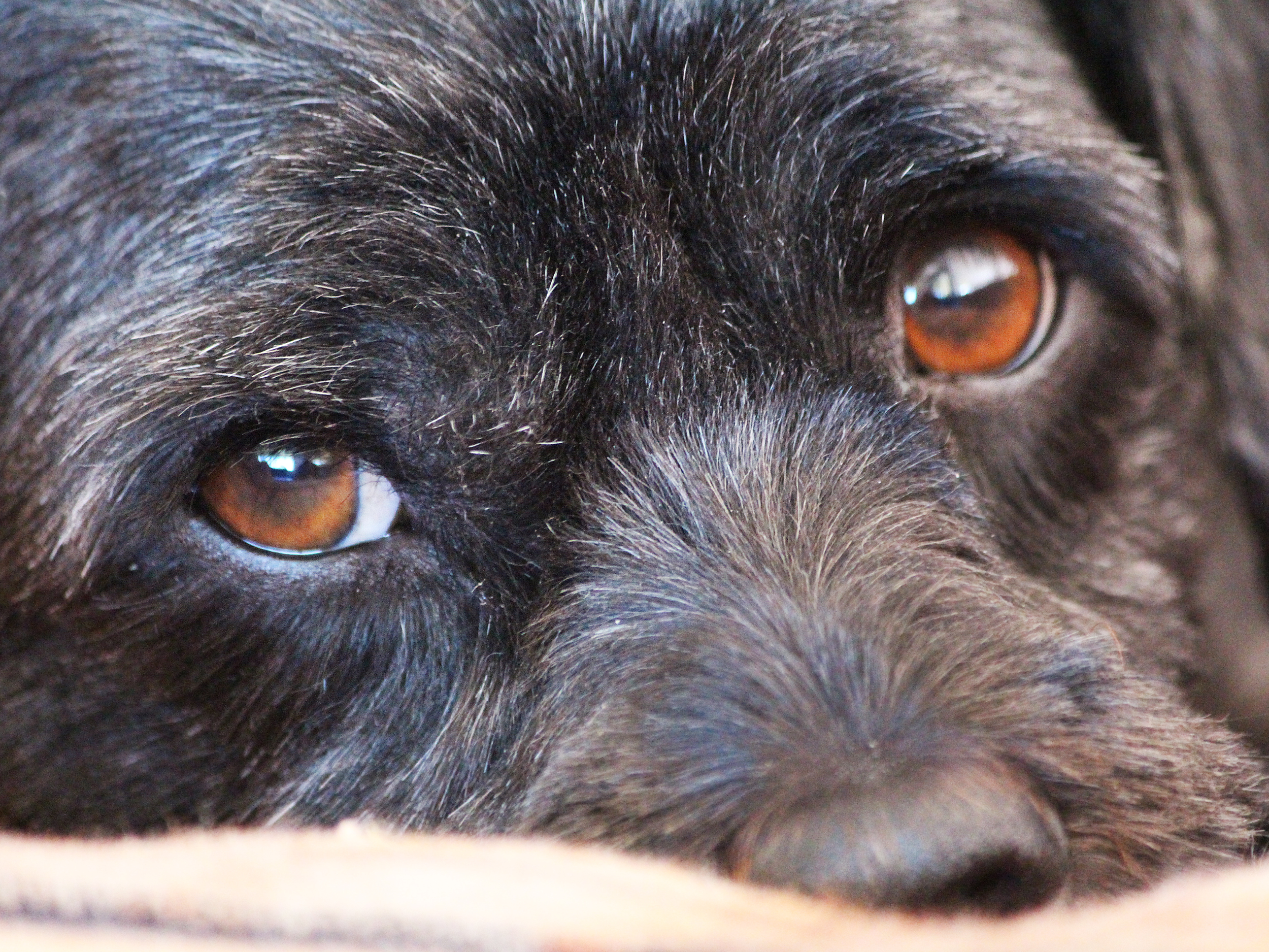 Close-up of a dog's face, showing its brown eyes, black and gray fur, and part of its snout.