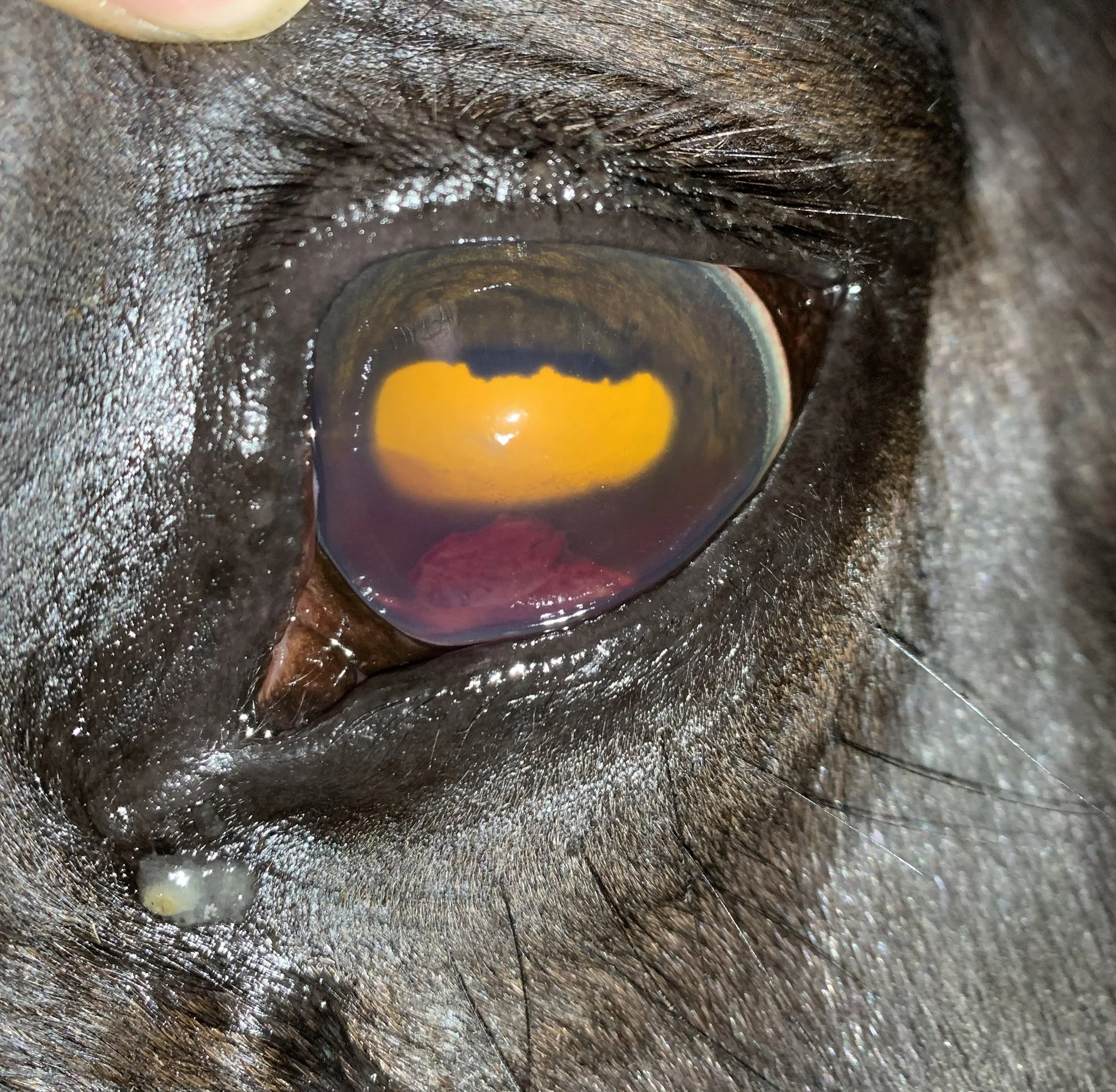 Spotting Equine Eye Emergencies