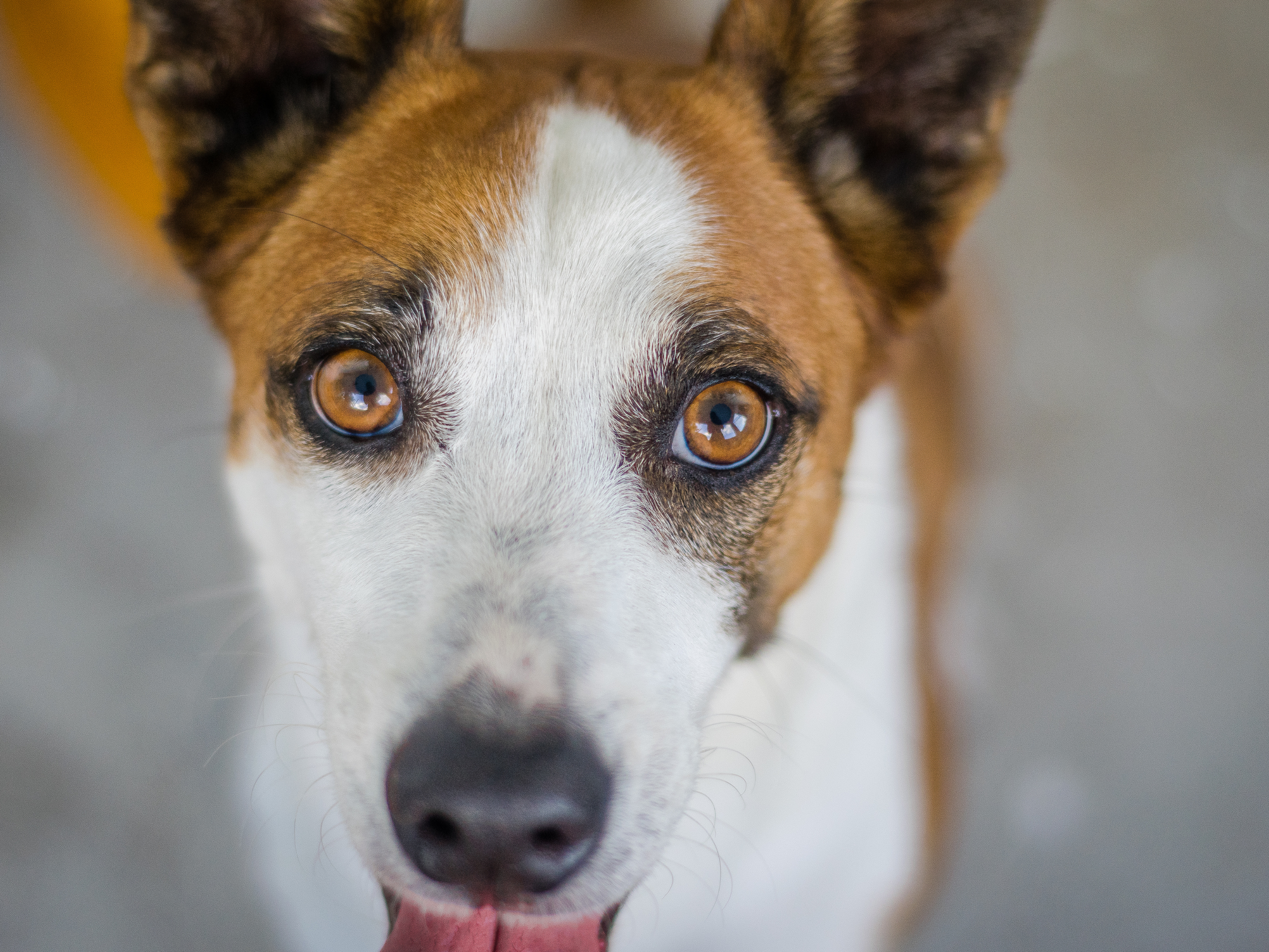 A yellow Labrador retriever dog looking through a wooden fence at a horse in a grassy field.