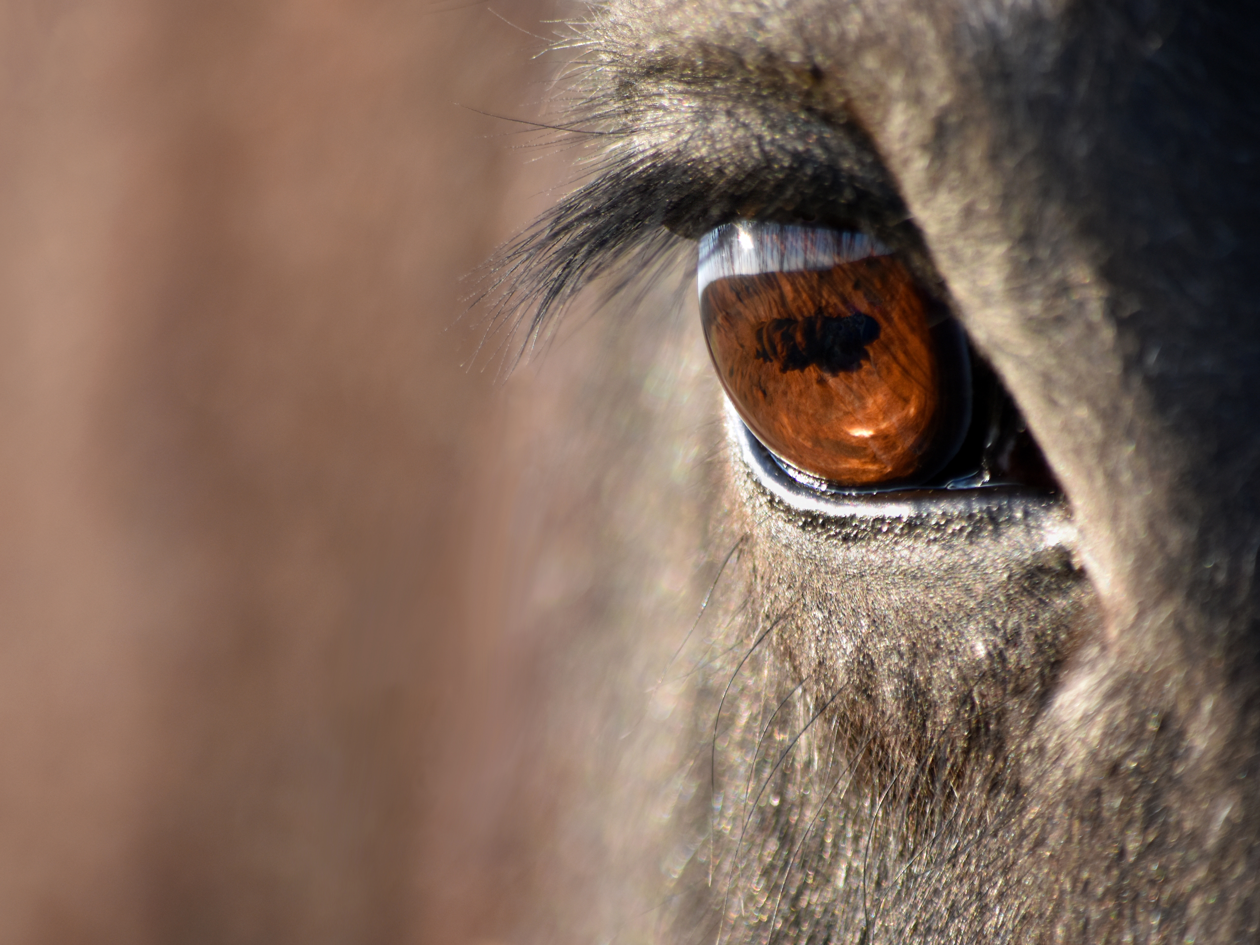Close-up of a person's brown eye reflecting a landscape with blue sky and clouds.