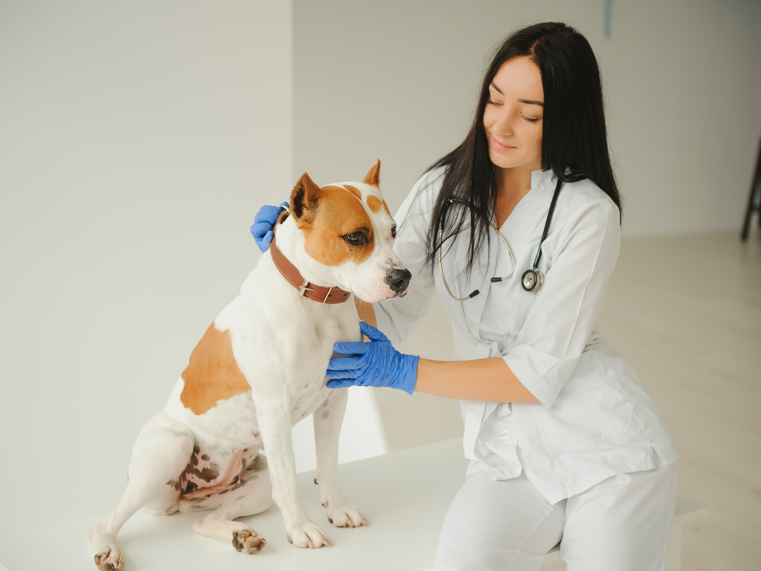 A female veterinarian examining a brown and white dog at a veterinary clinic.