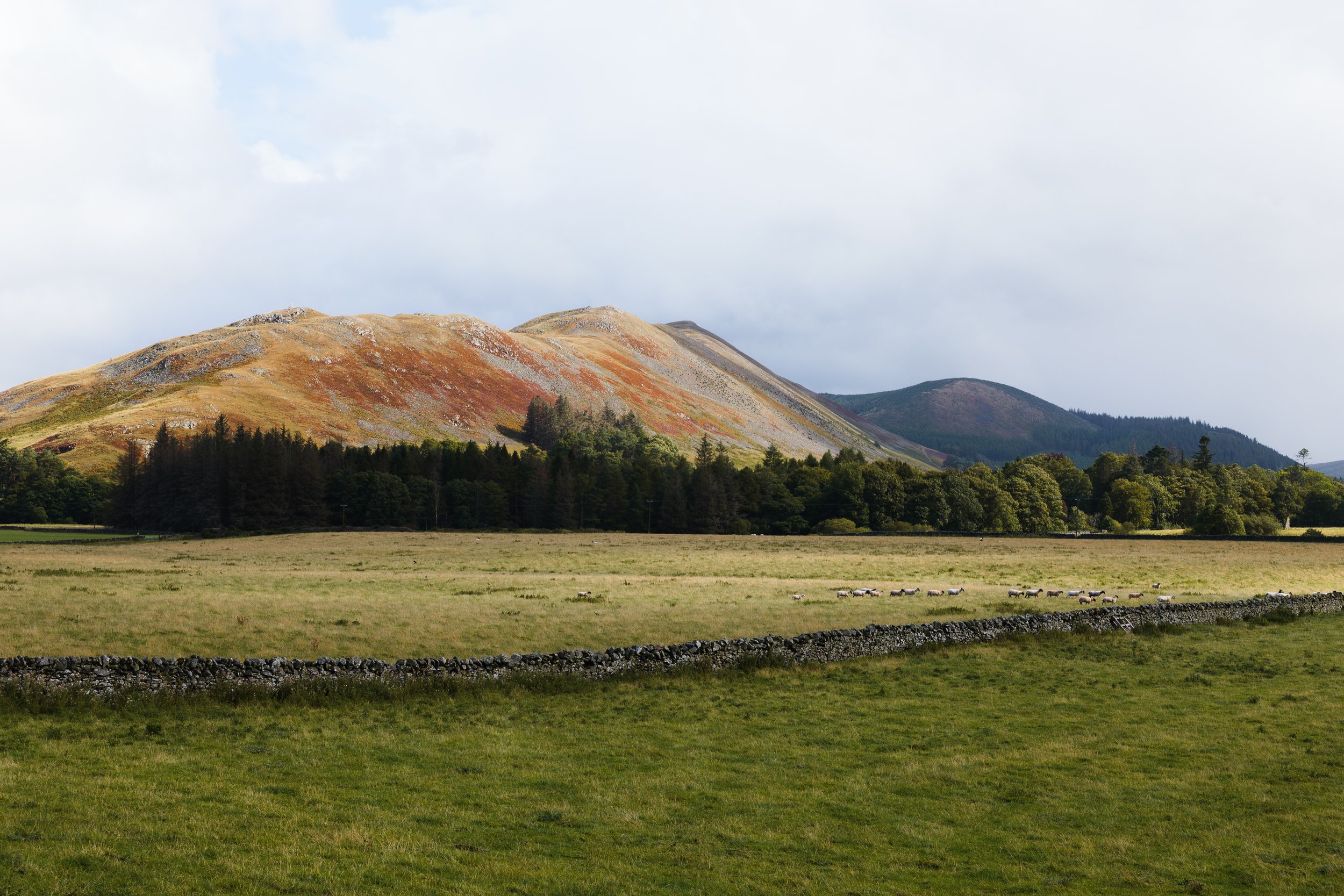 Cademuir Hill near Peebles in the Scottish Borders, with a herd of sheep in the foreground passing through an open gate.