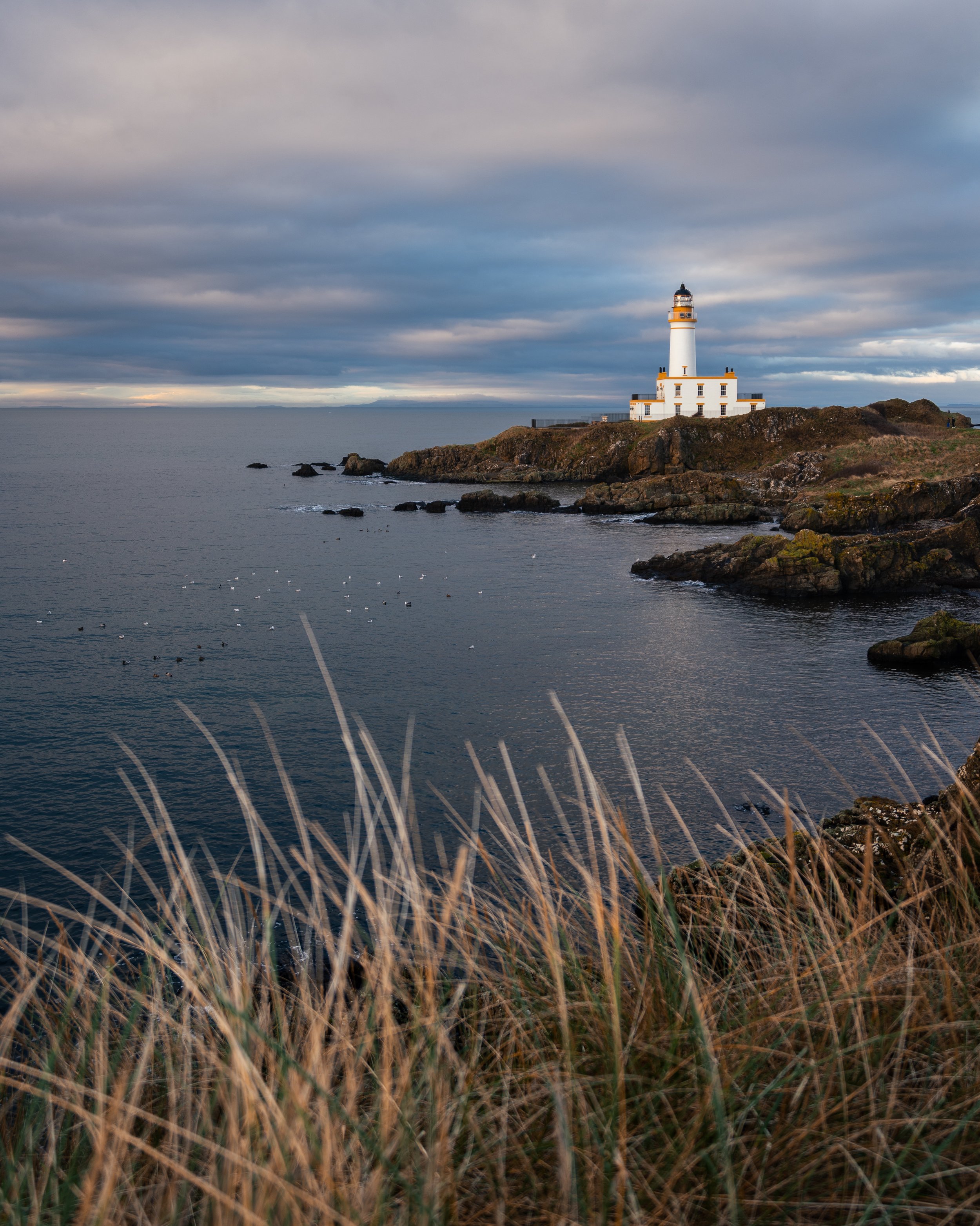 Turnberry Lighthouse in the evening with grassy reeds in the foreground.