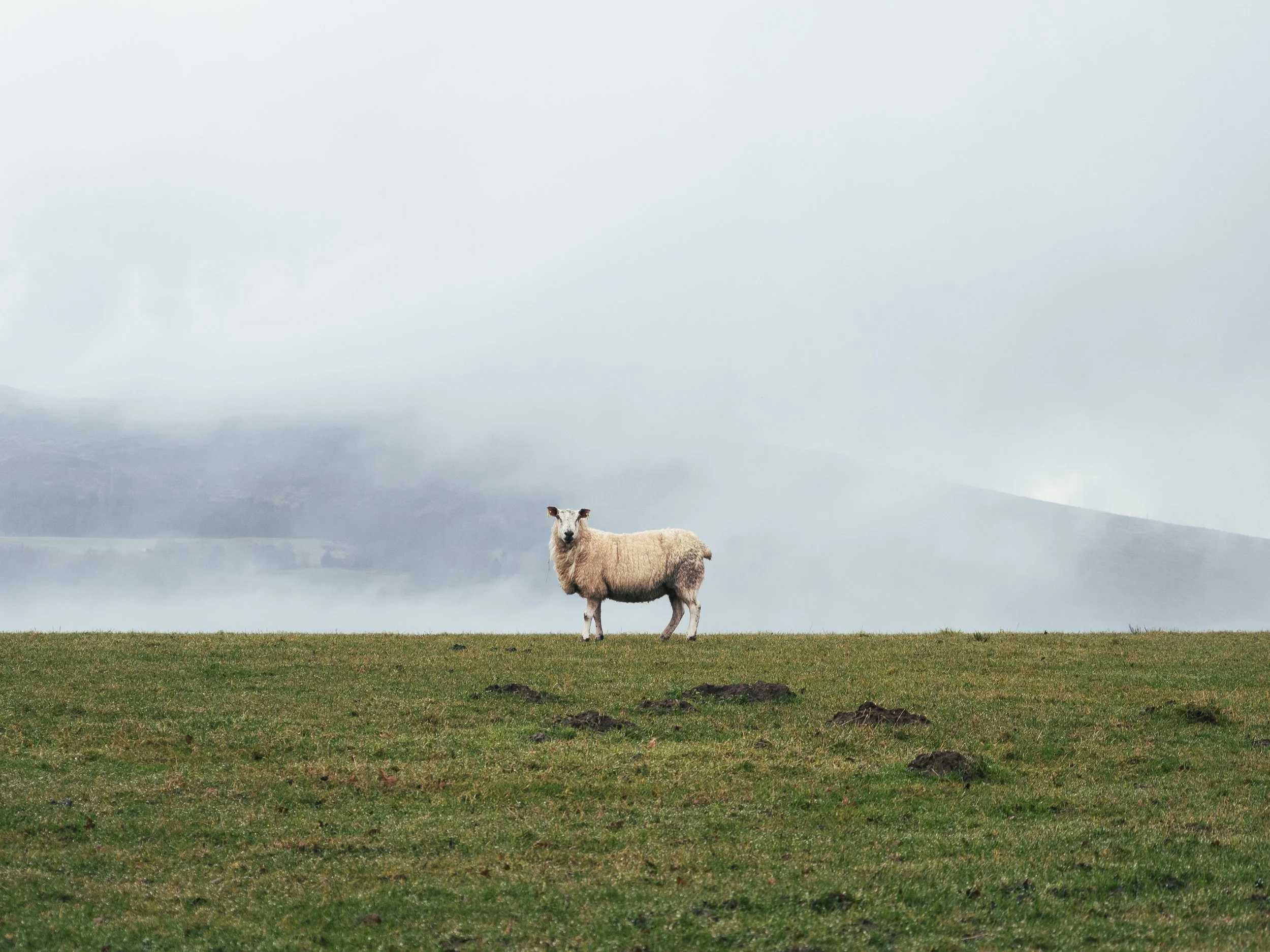 A single sheep standing on a grassy field with a foggy cloudy sky in the background.