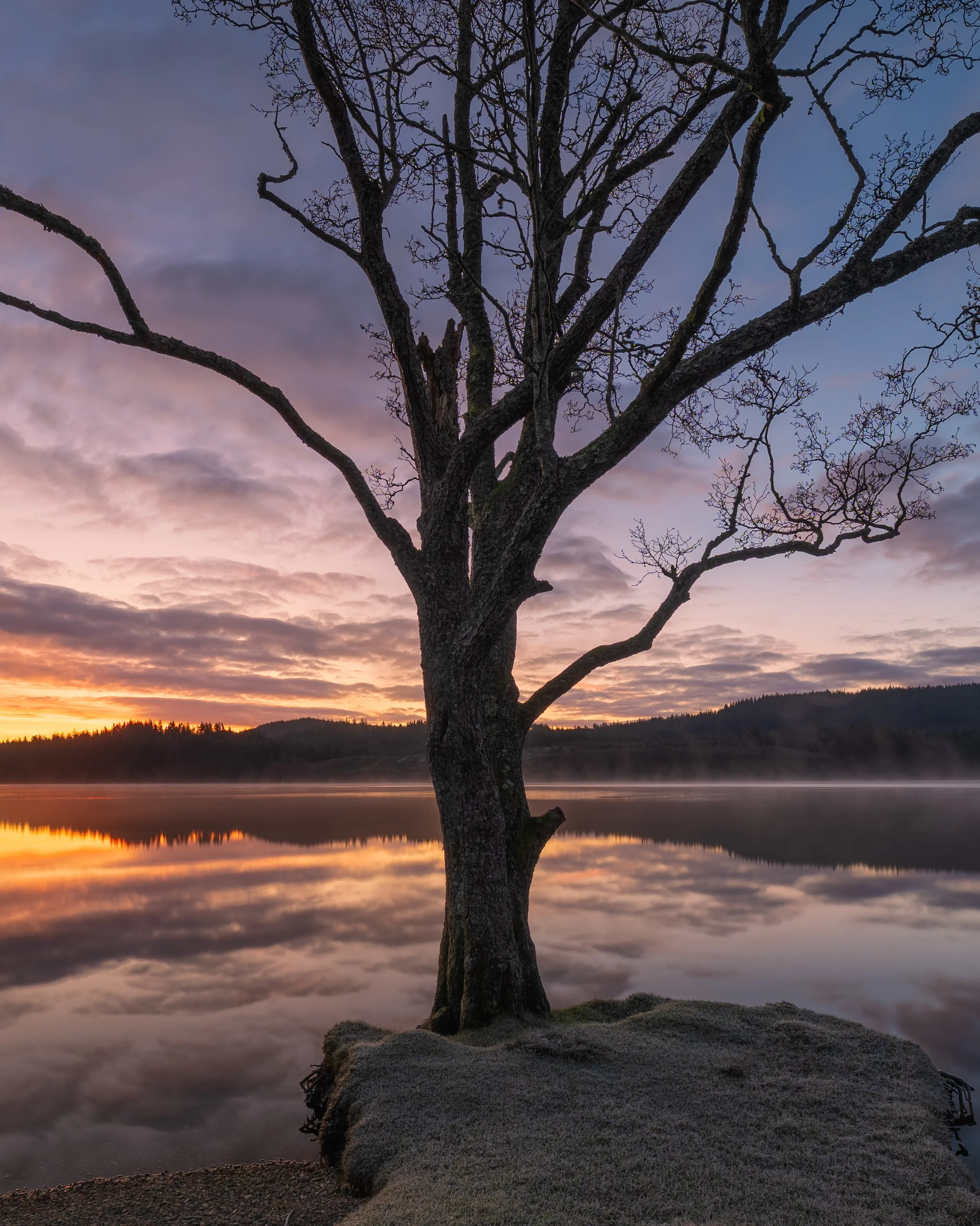 A solitary tree on the banks of Loch Ard at sunrise.