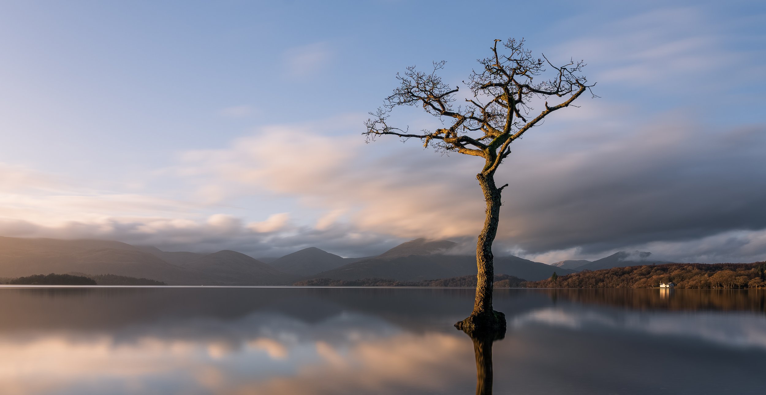 The Lone Tree at Milarrochy Bay, Loch Lomond.