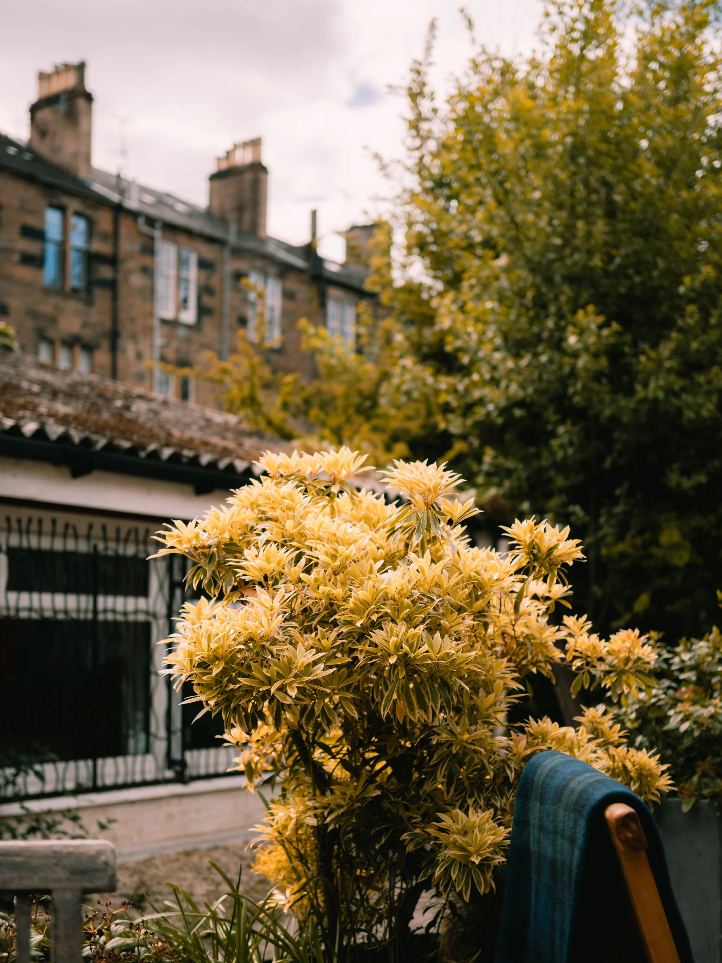 Yellow flowering shrub in a residential backyard with a building and trees in the background.