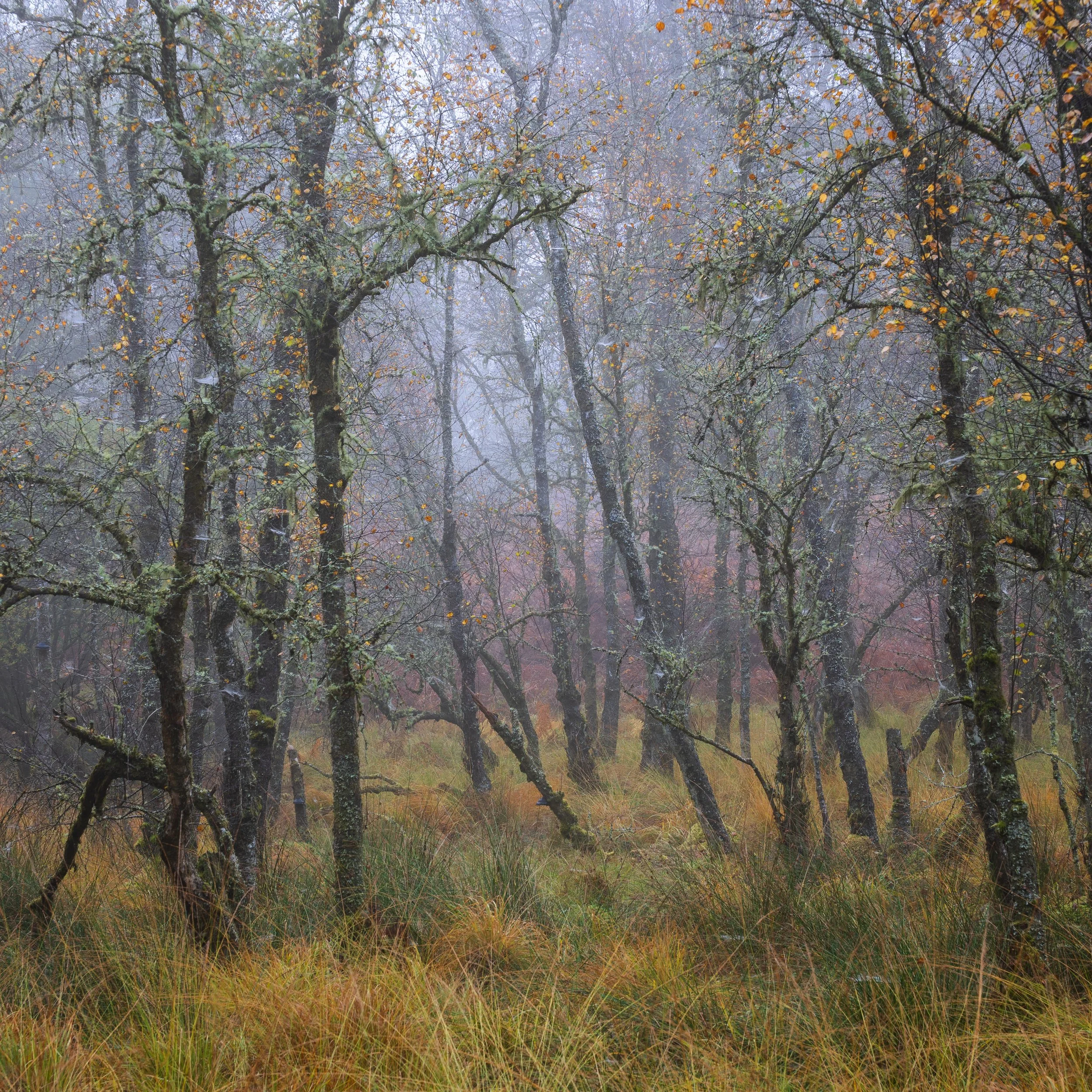 An autumnal woodland scene near the Lake of Menteith.