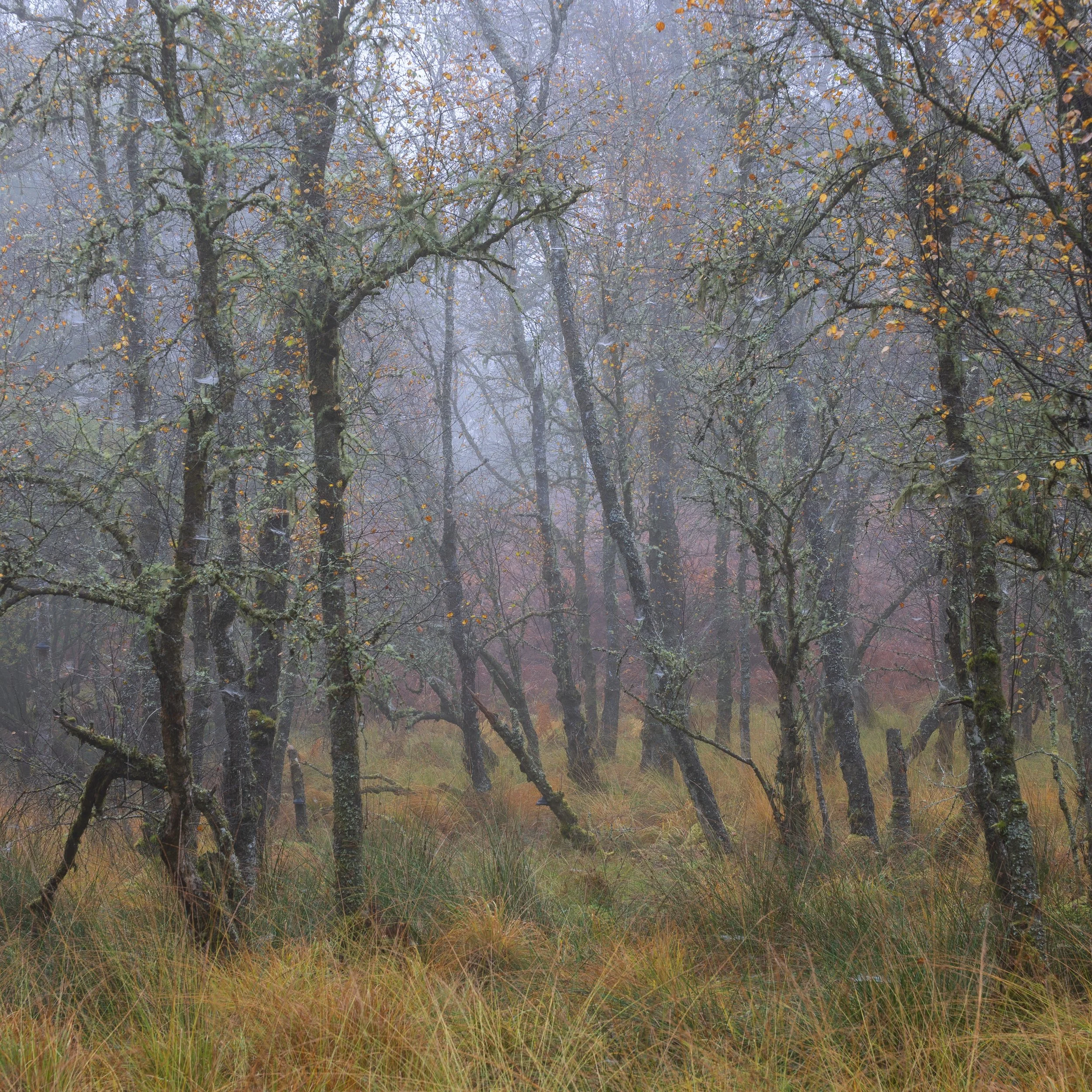 A foggy autumn forest with leafless trees and yellow grass.